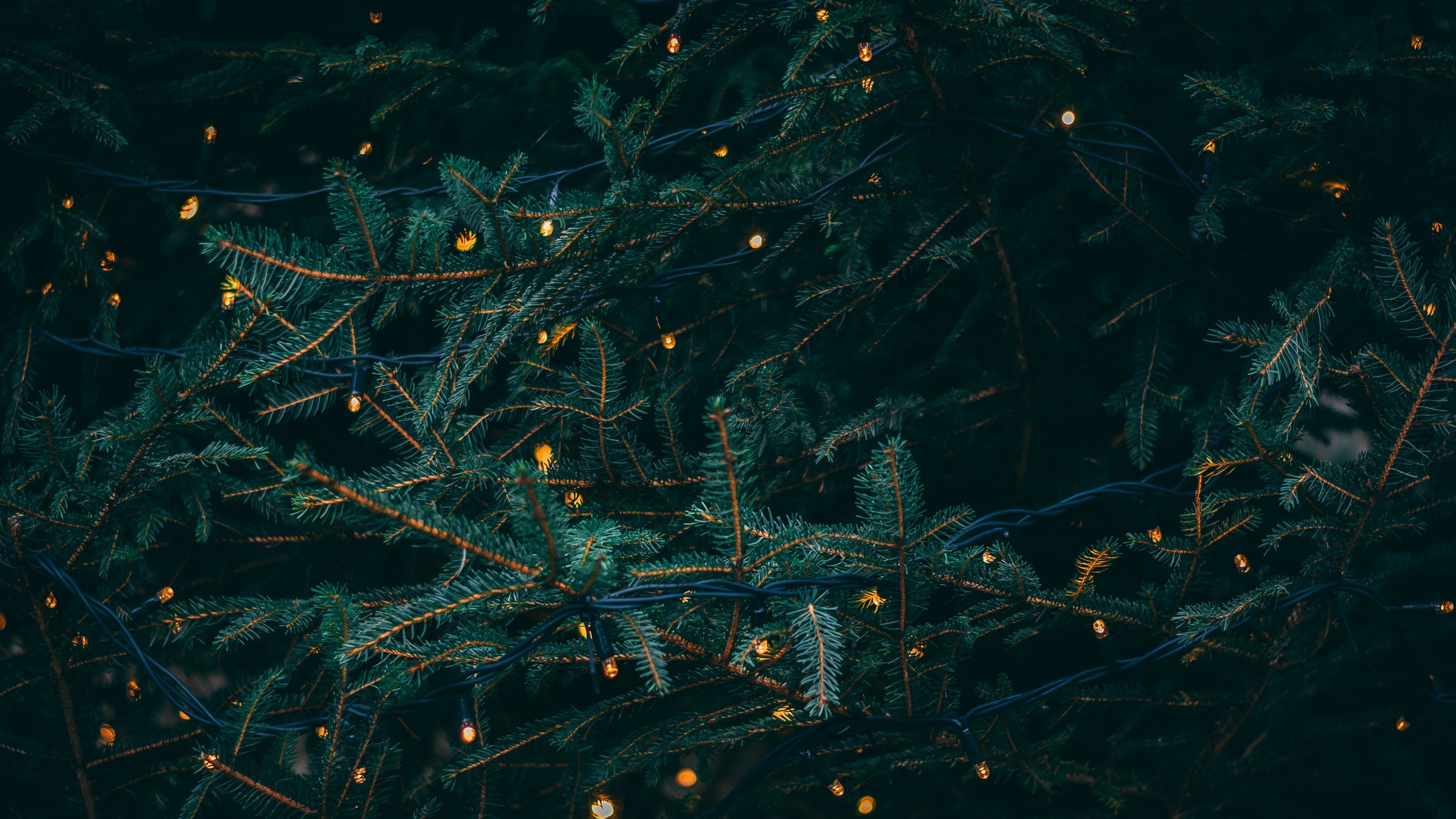 Pine Trees 4K Wallpaper, Decoration, LED Lights, Christmas Decoration, 5K, Celebrations Christmas
