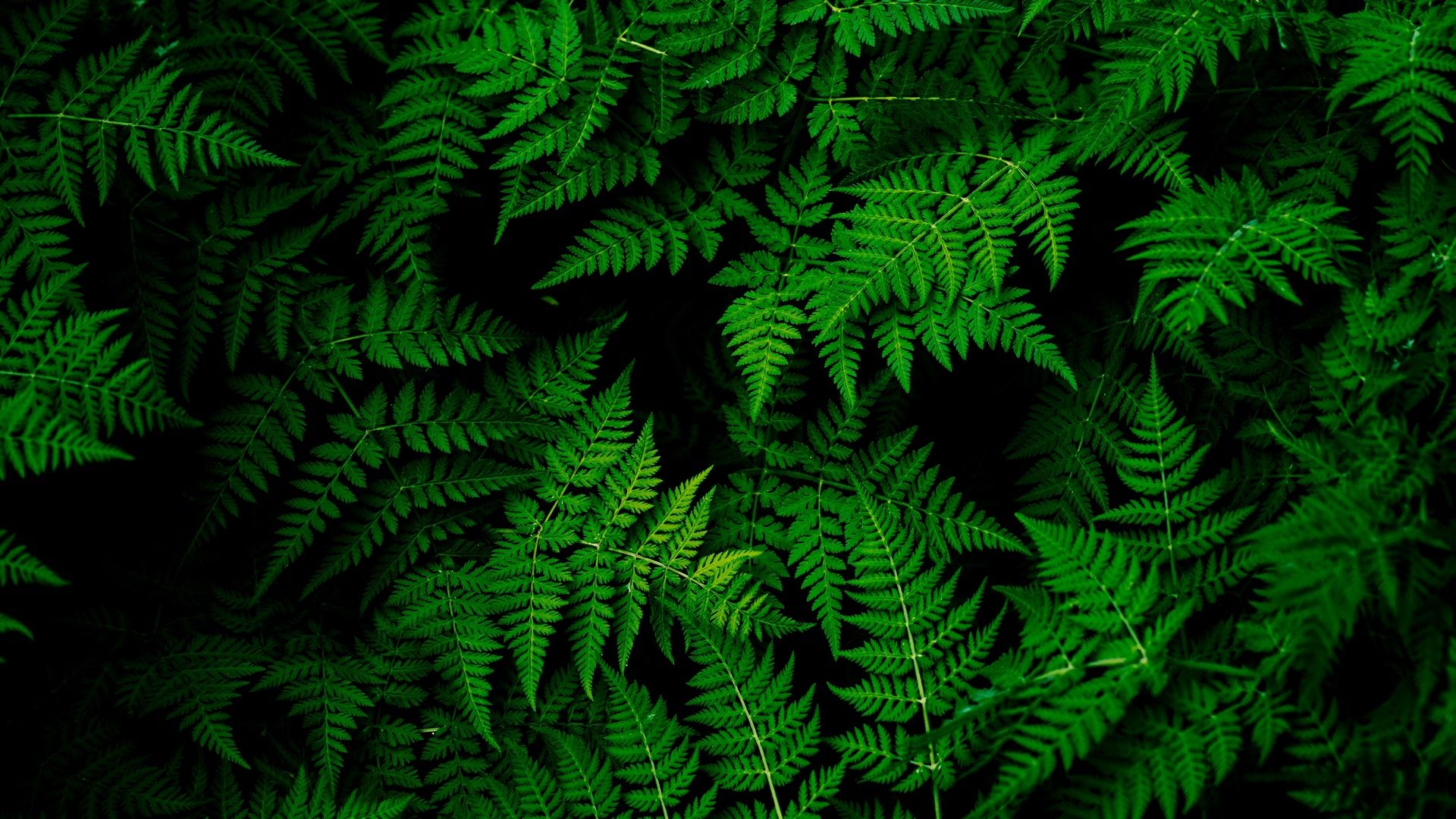 Plants Background Wallpaper