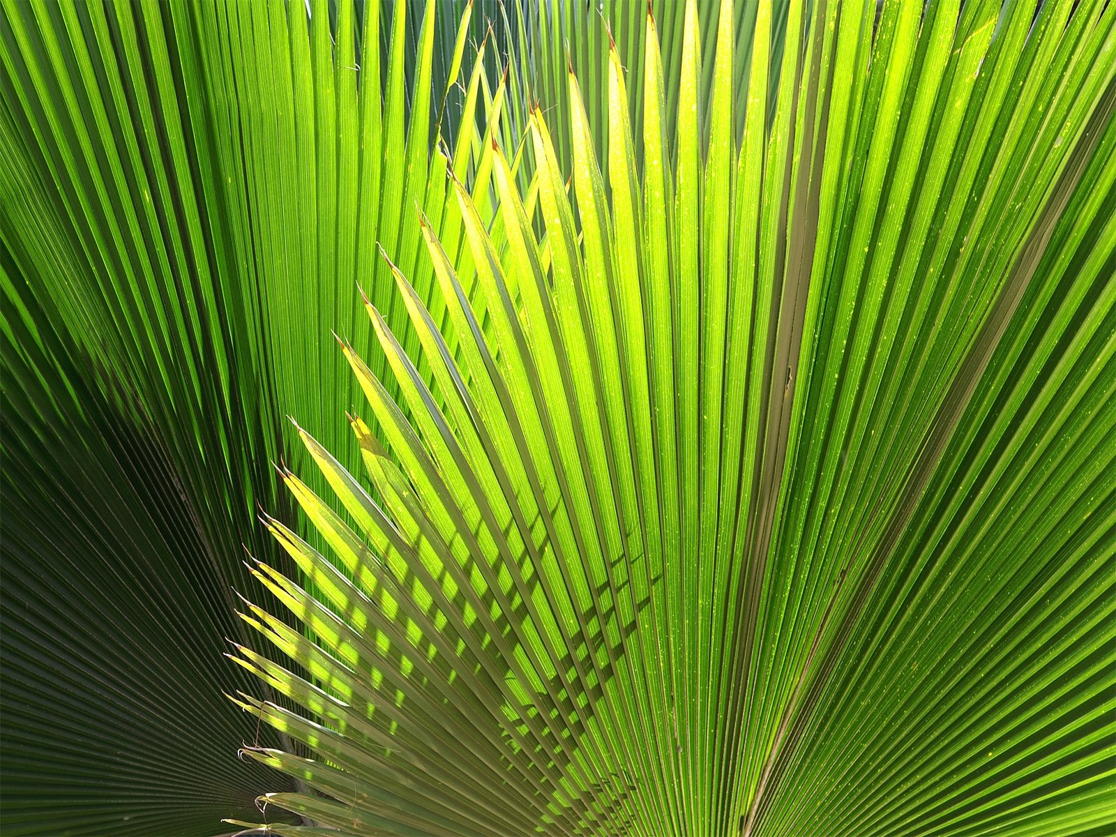 Green Plant wallpaper. Green Plant