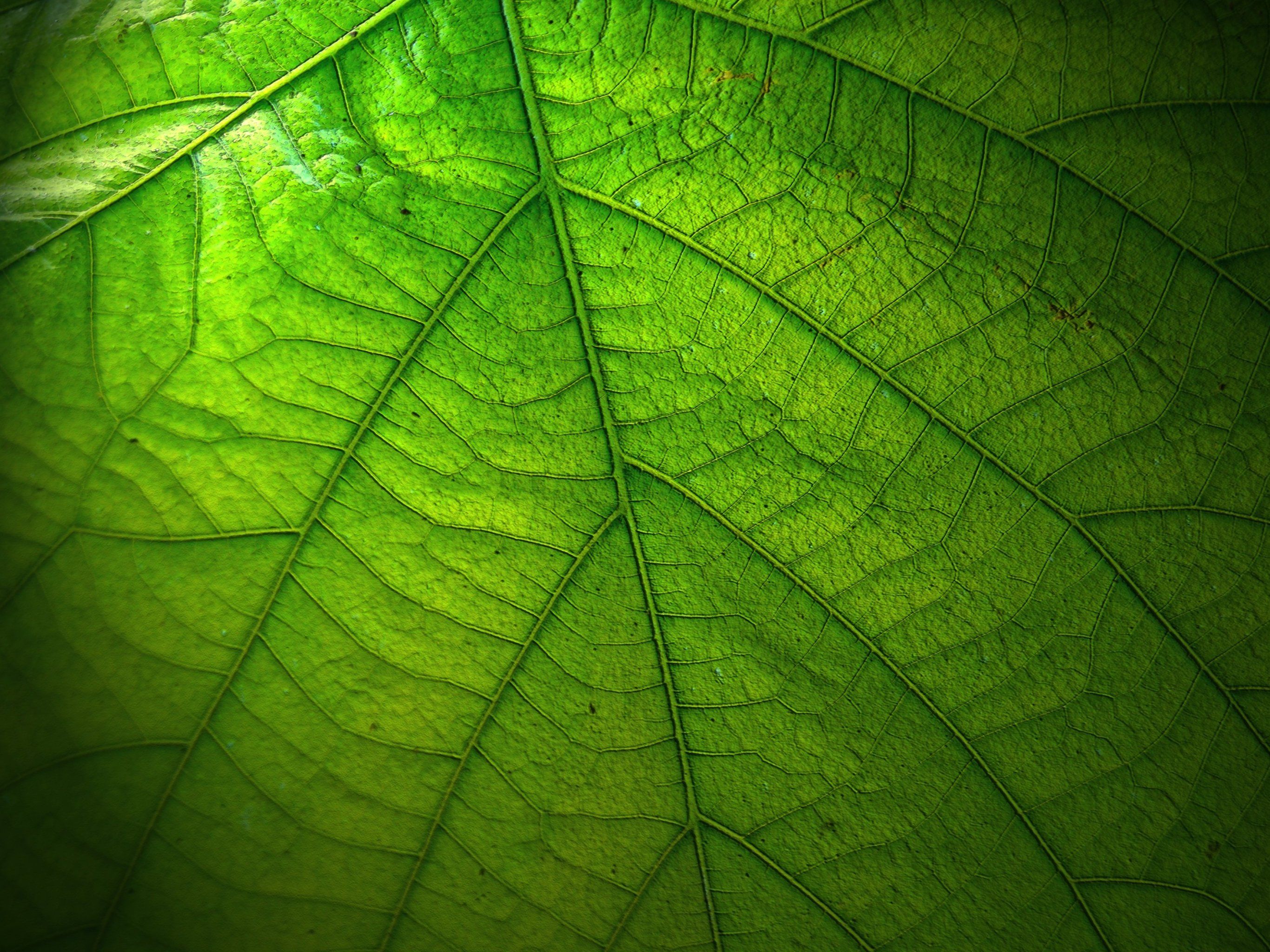 Green Leaf Wallpaper, Android & Desktop Background