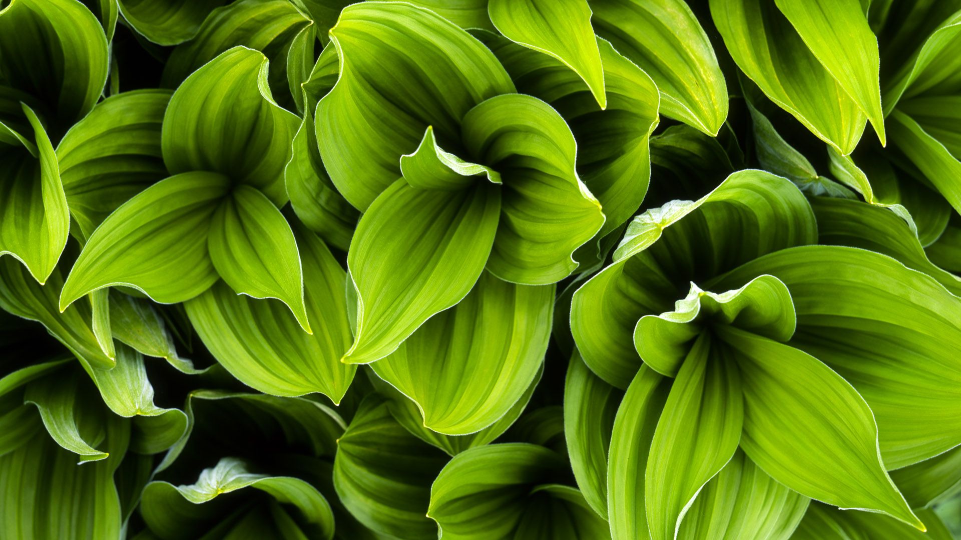 Green Plants Wallpapers - Wallpaper Cave