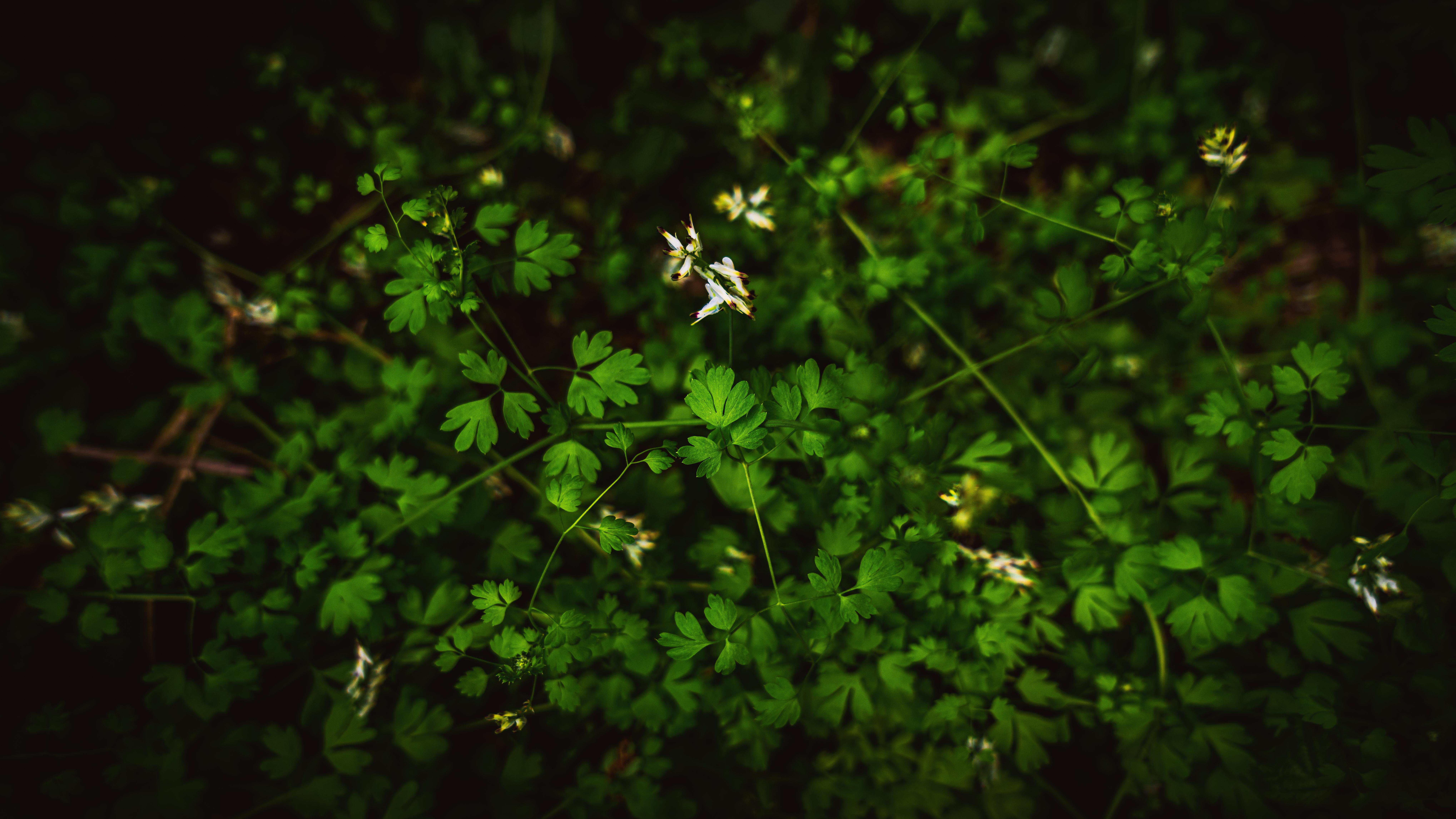 Plants 4K wallpaper for your desktop or mobile screen free and easy to download