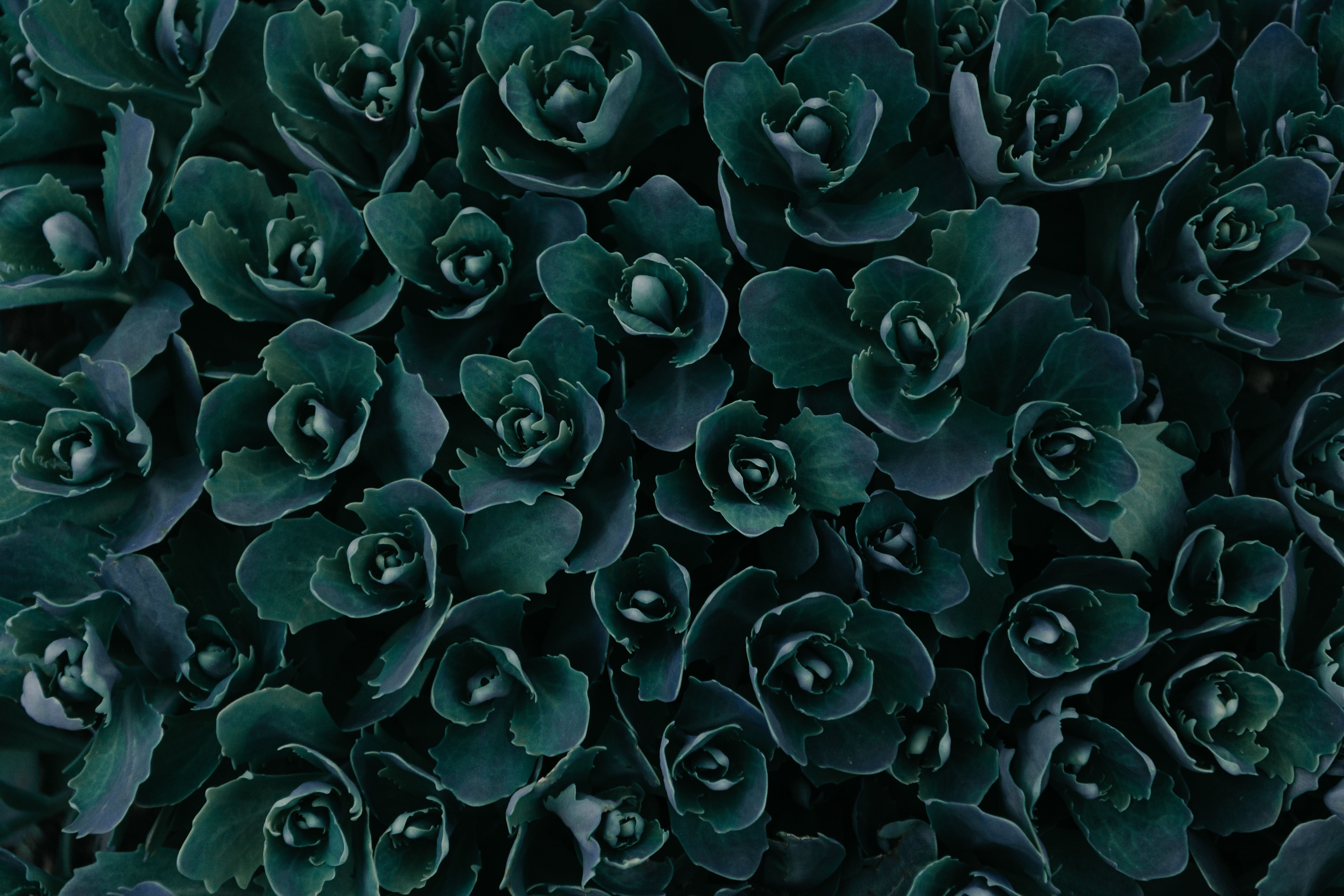Dark Green Plants Abstract 5k, HD Nature, 4k Wallpaper, Image, Background, Photo and Picture