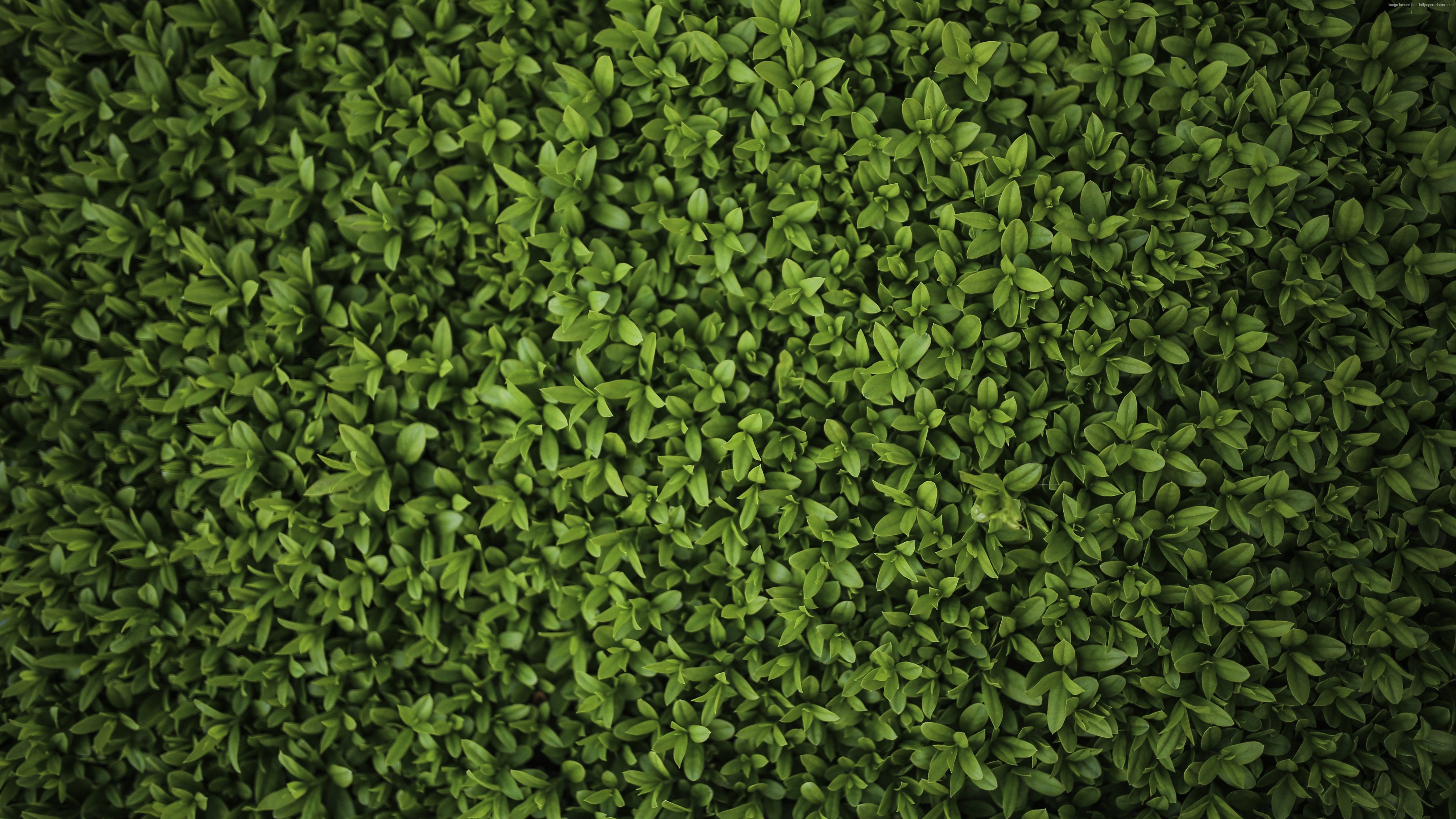 Download Vibrant Green Monstera Plant Wallpaper  Wallpaperscom