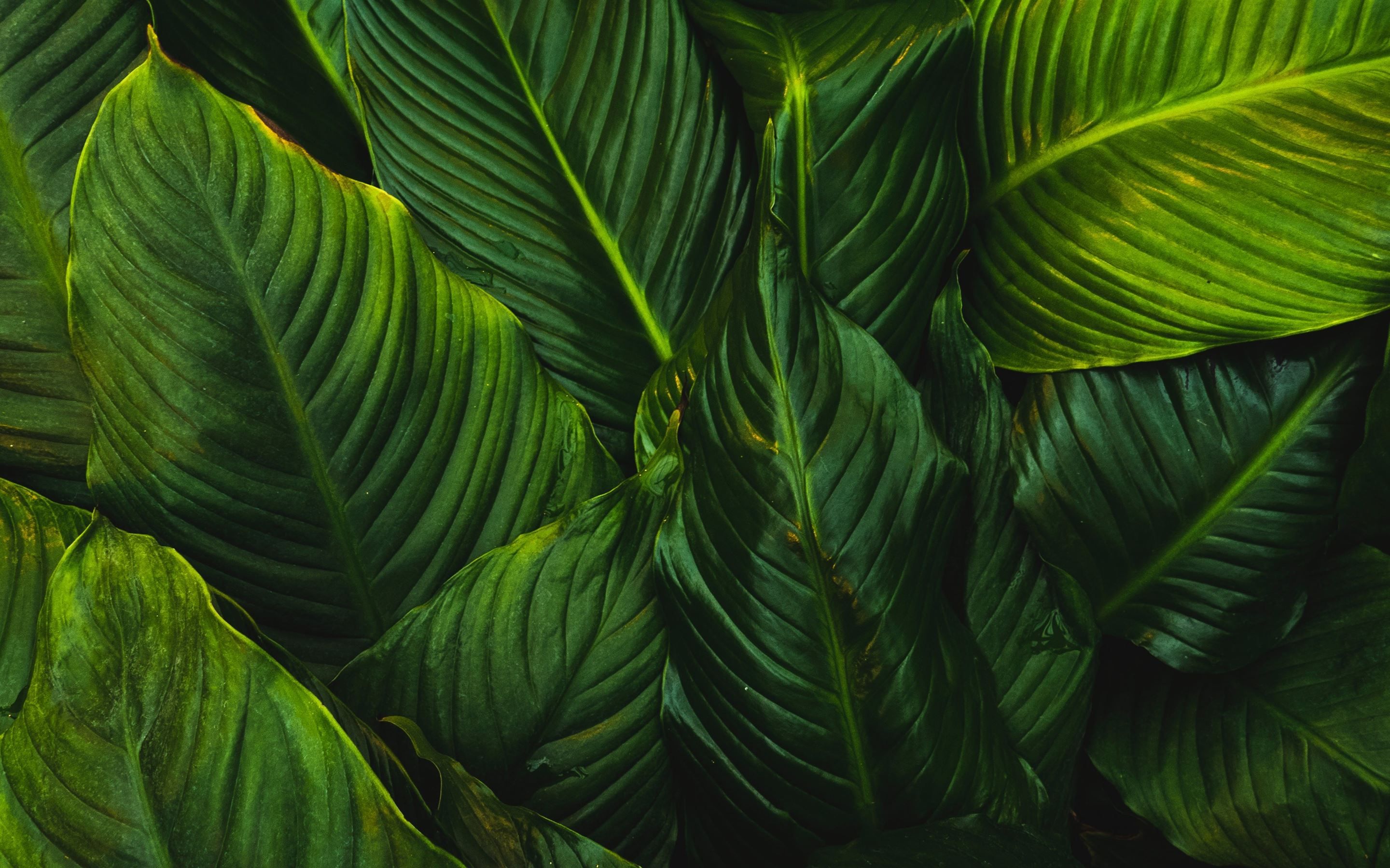 Green Leafed Plant MacBook Air Wallpaper Download