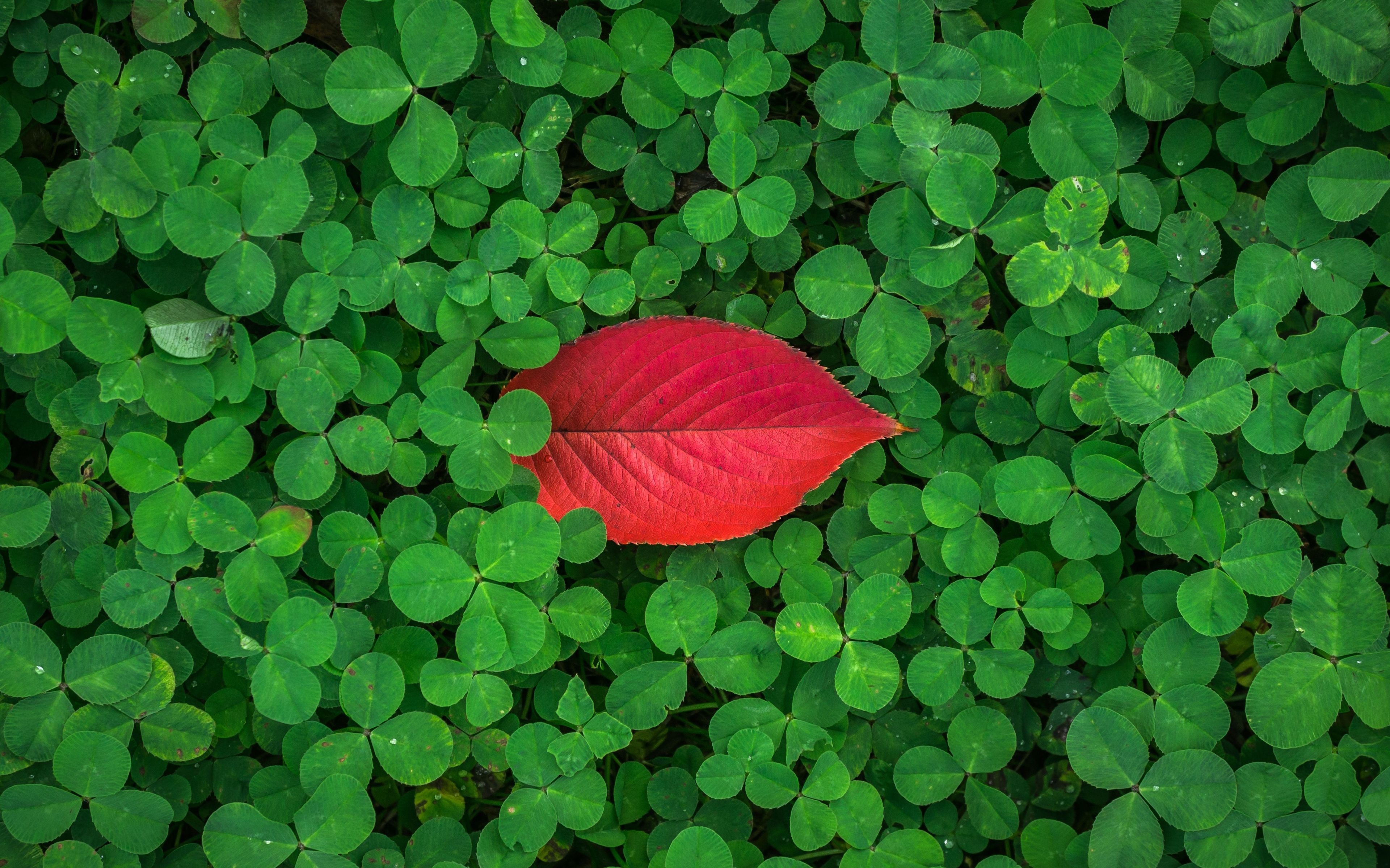 Wallpaper 4k Clover leaves 4K Clover, Leaves, Winter