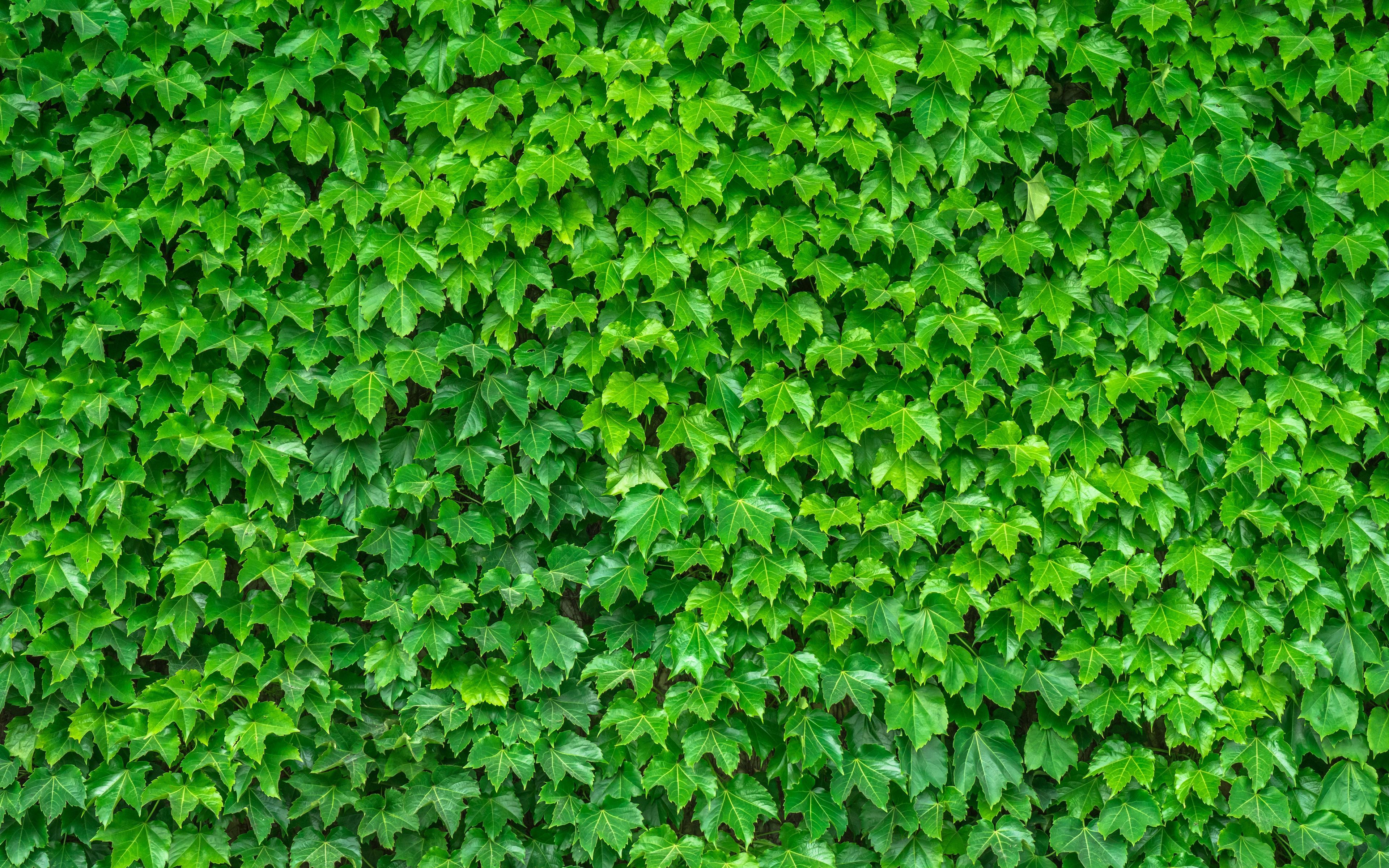 Download wallpaper 3840x2400 leaves, green, plant 4k ultra HD 16:10 HD background