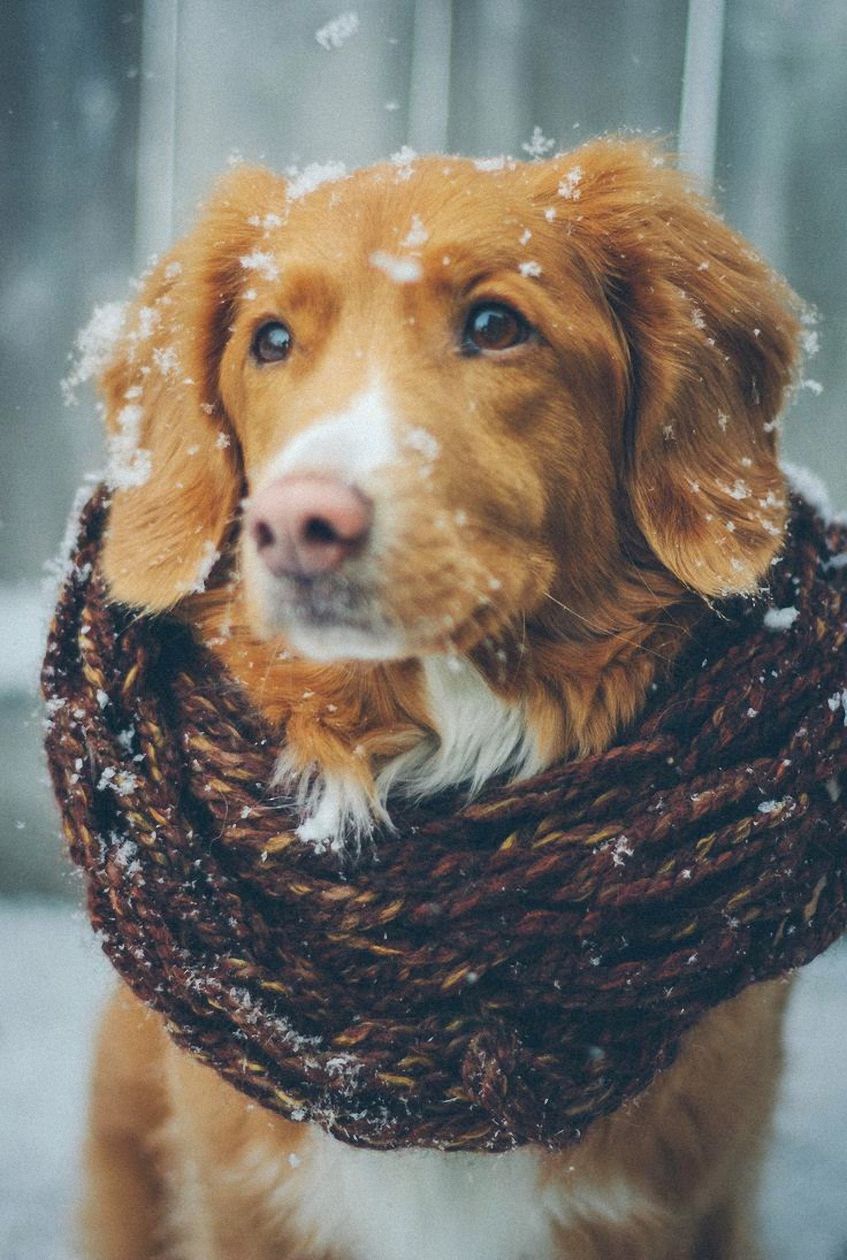 Dog Scarf Winter Snowfall Hunting Setter Cute Animal Dog Phone Wallpaper HD