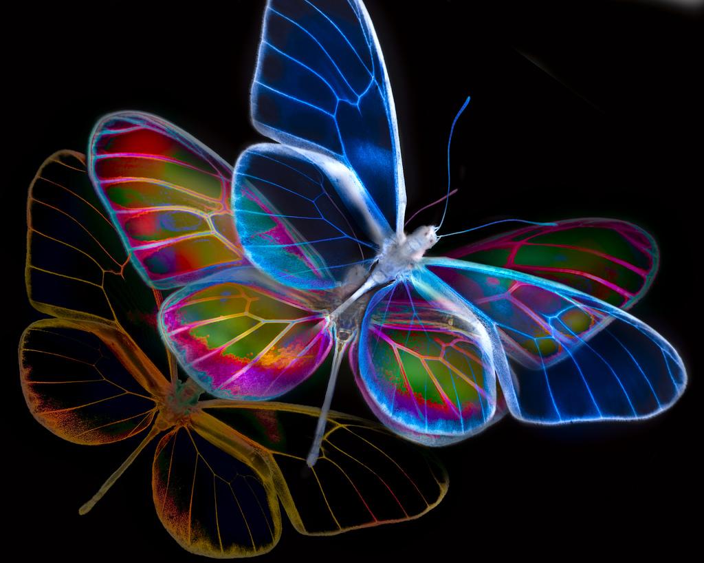 36+] Neon Butterfly Desktop Wallpapers