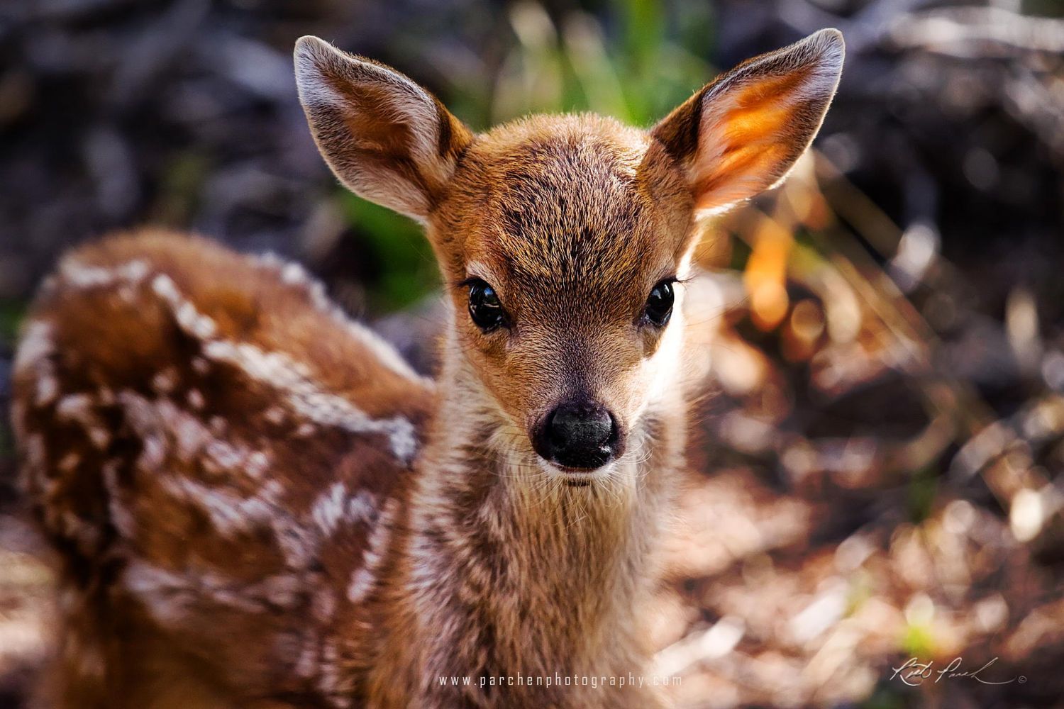 76 Deer Wallpaper  WallpaperSafari