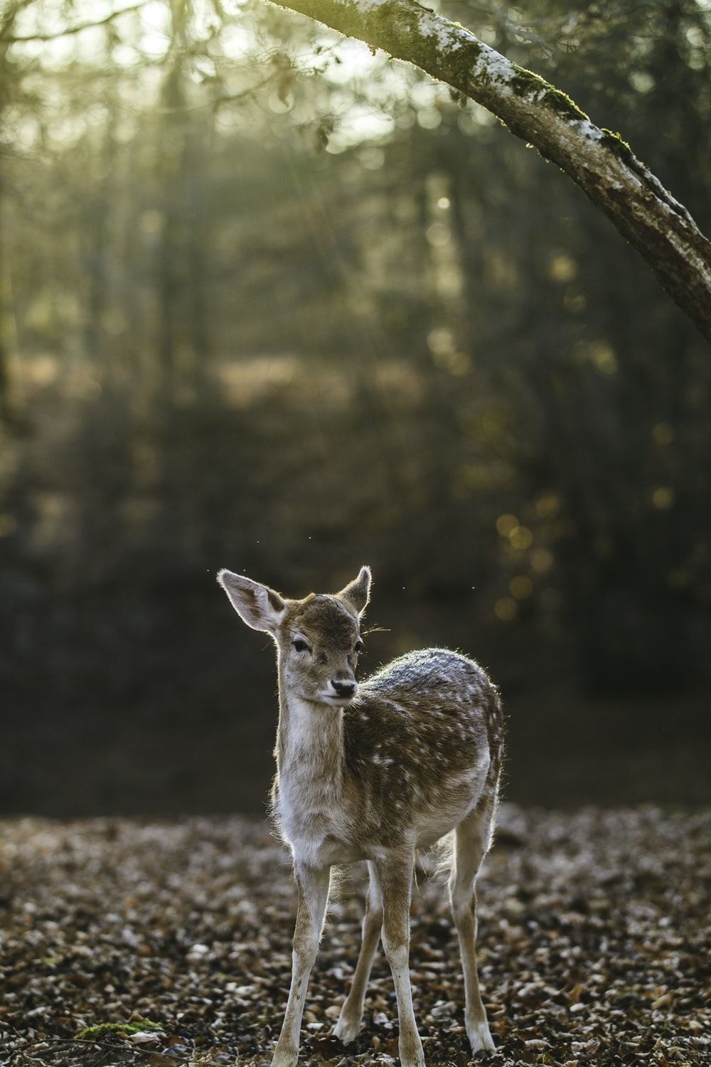 Baby Deer Picture [HD]. Download Free Image
