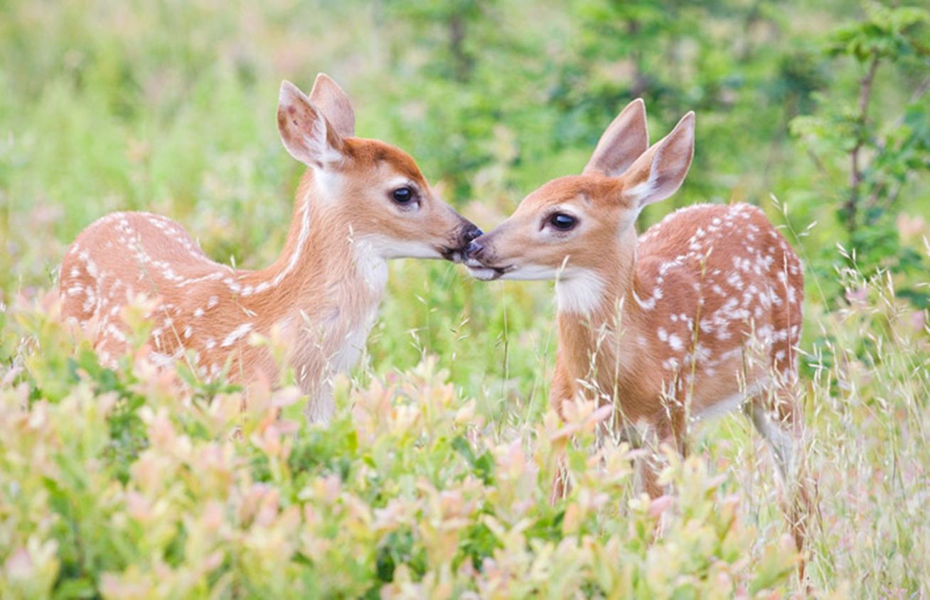 Baby Deer Kissing HD Wallpaper