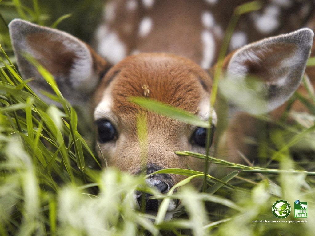 Baby Deer Wallpaper Free Desk. Cute animals, Animals wild, Animals