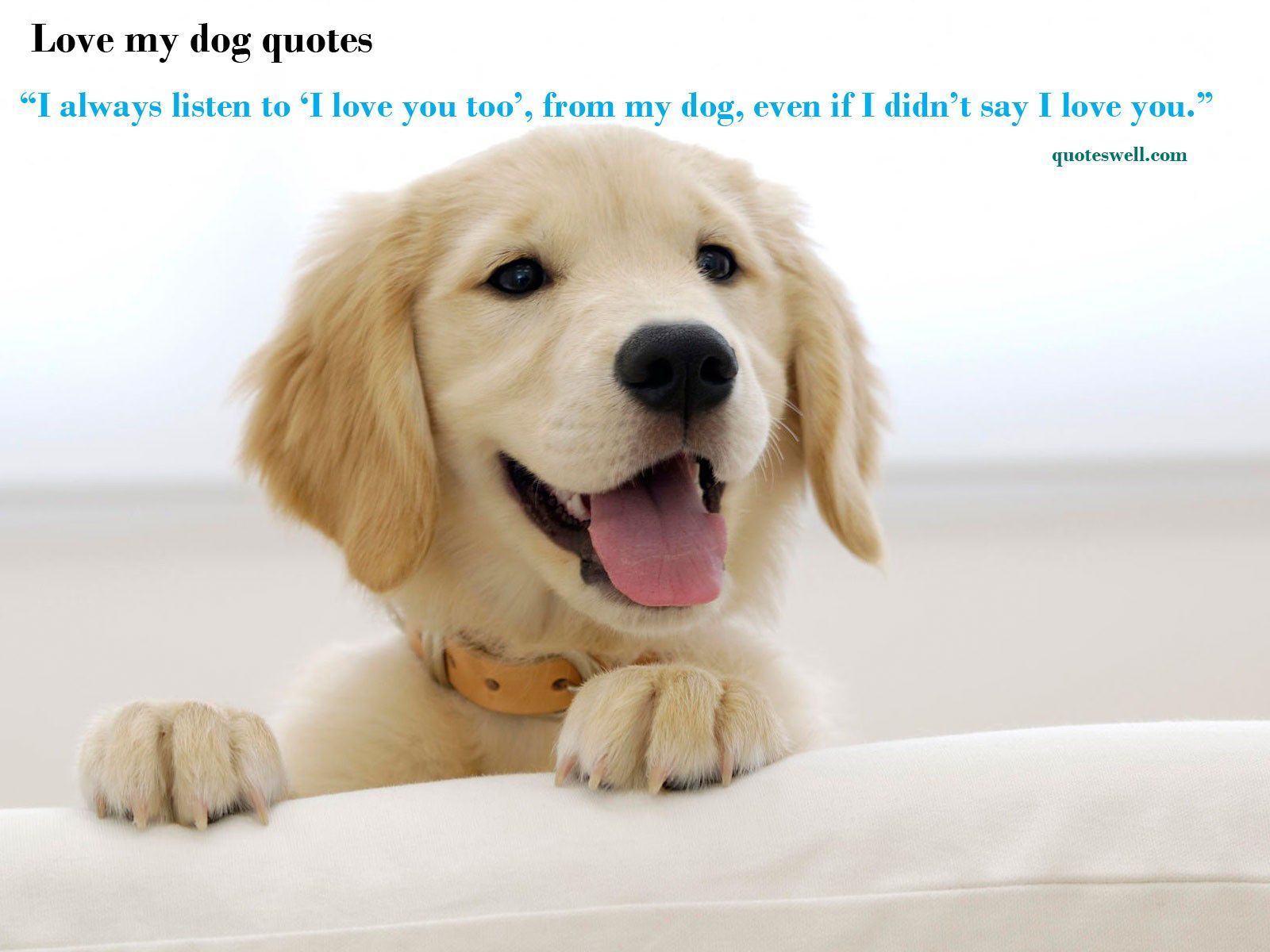 Elegant Dog Love Quotes and Sayings. Love quotes collection within HD image