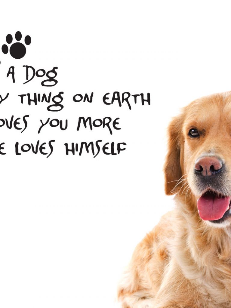 Free download Animals Background In High Quality Dog Quotes by Brook Wallis [1600x1066] for your Desktop, Mobile & Tablet. Explore Animal Quotes Wallpaper. Animal Quotes Wallpaper, Animal Background, Animal Wallpaper