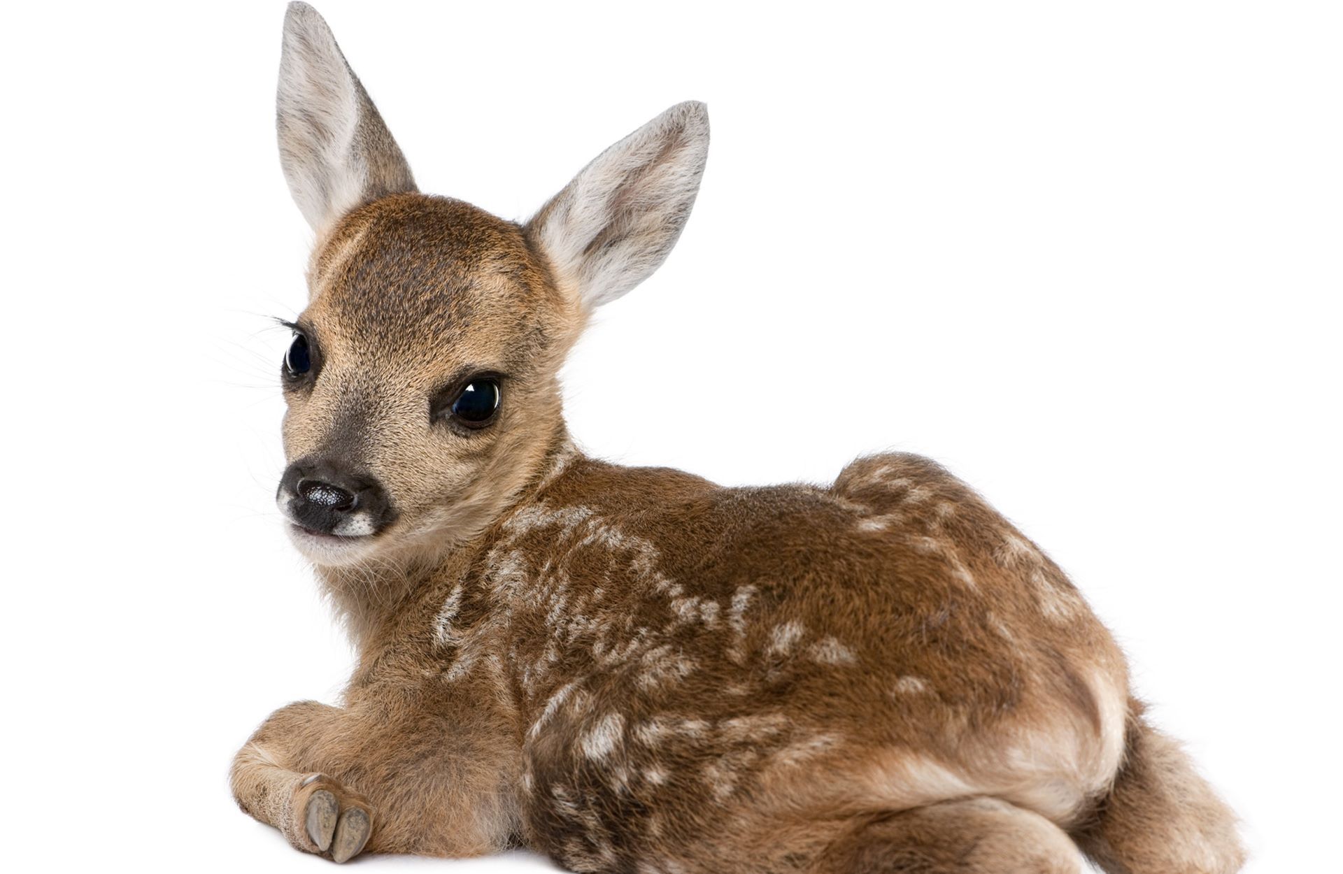 Baby Deer HD Wallpaper