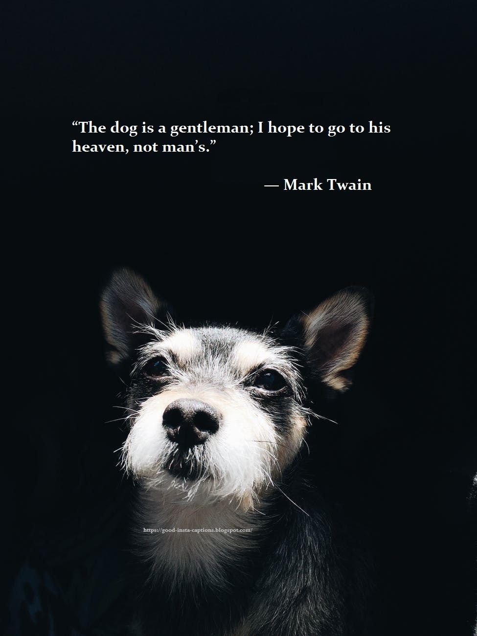 Funny dog quotes by Mark Twain. Dog quotes, Puppy quotes, Dog quotes funny