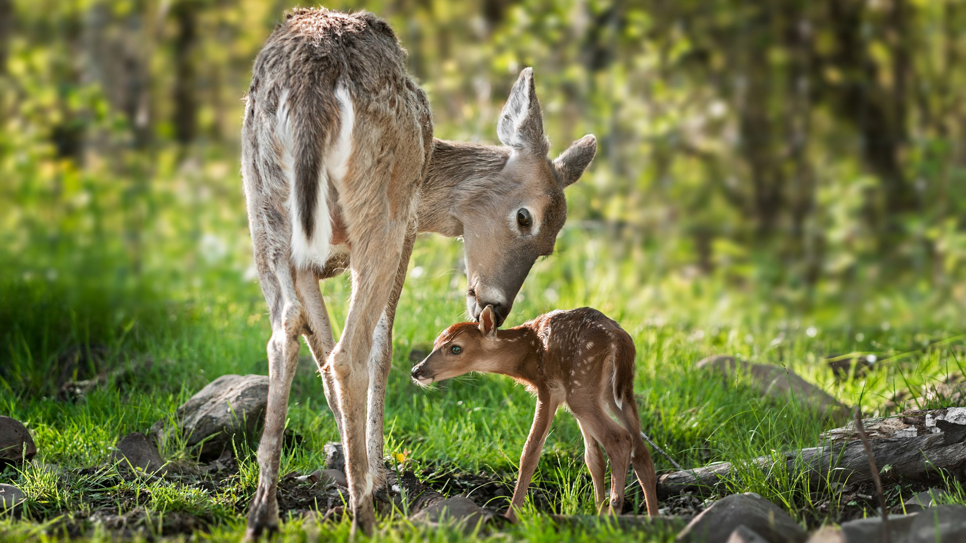 Baby Deer Image [1920 X 1080]