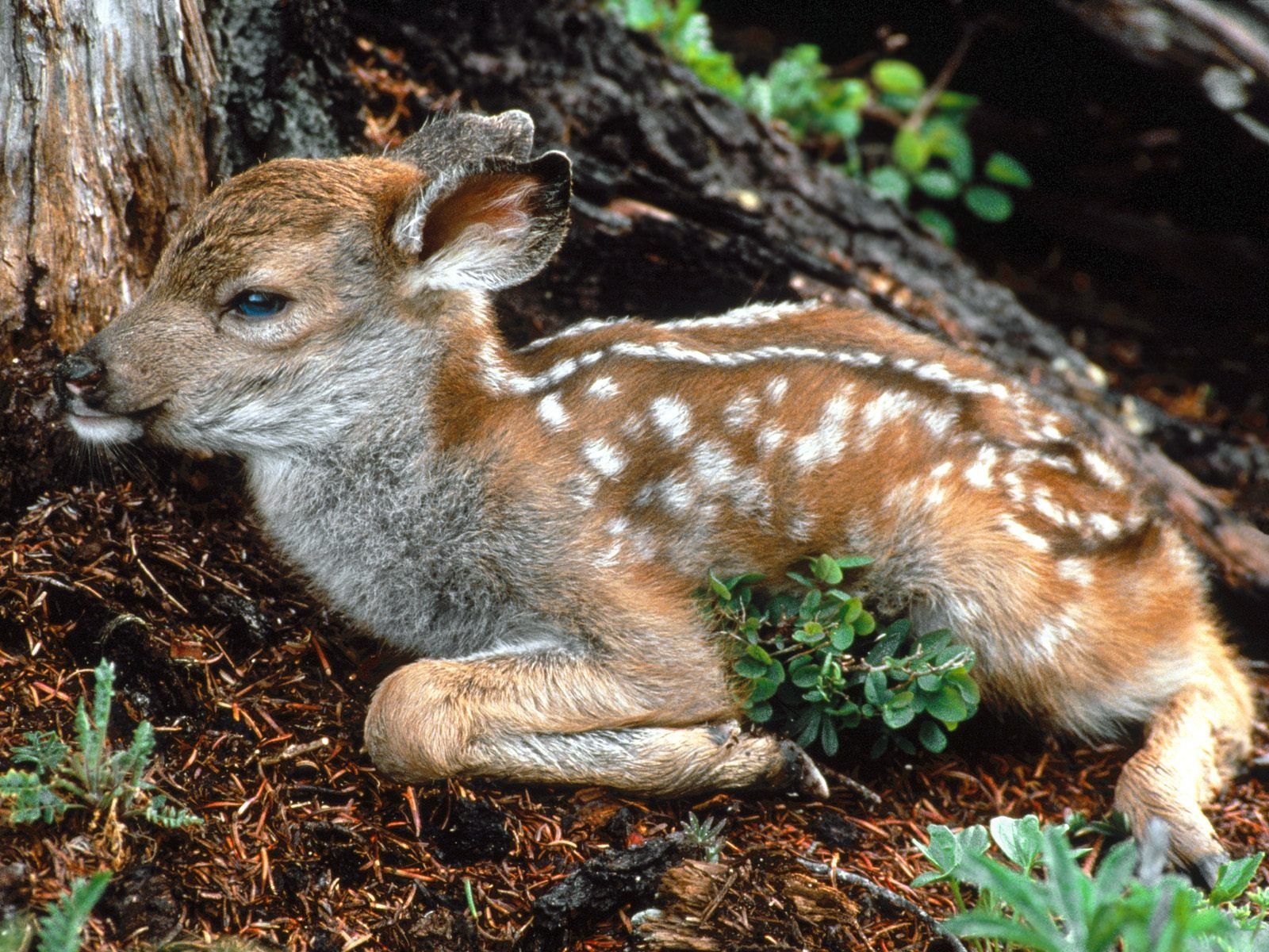 Black tailed Deer Fawn Wallpaper Baby Animals Animals Wallpaper in jpg format for free download
