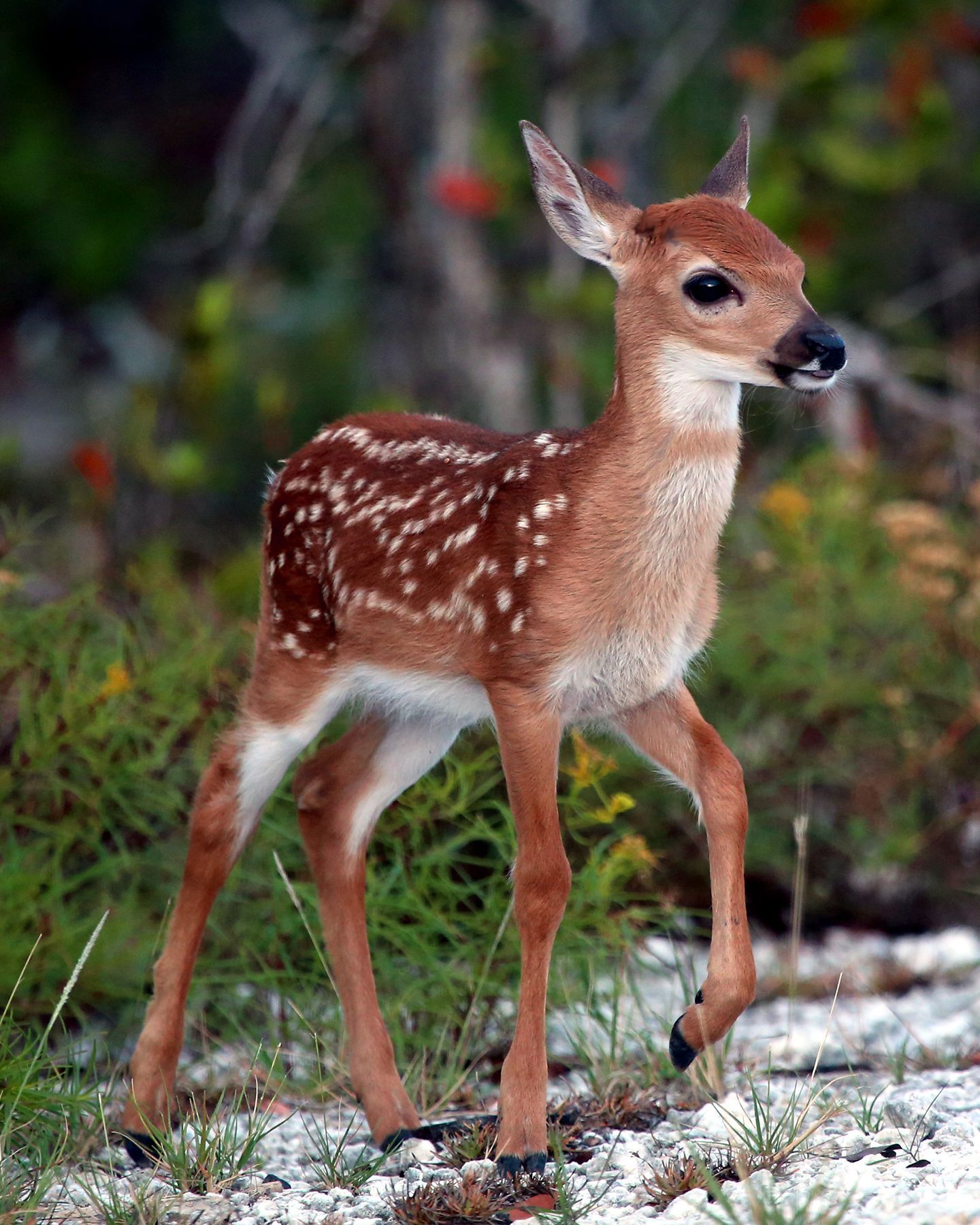 Key West The Newspaper Manager: Key Deer Screwworm Threat Appears Over But We Must Remain Vigilant - Baby animals picture, Cute animals, Baby animals