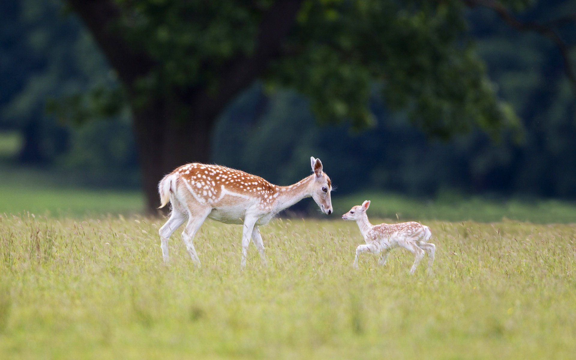 Animal Cute Deer Baby And Mother In Forest Wallpaper