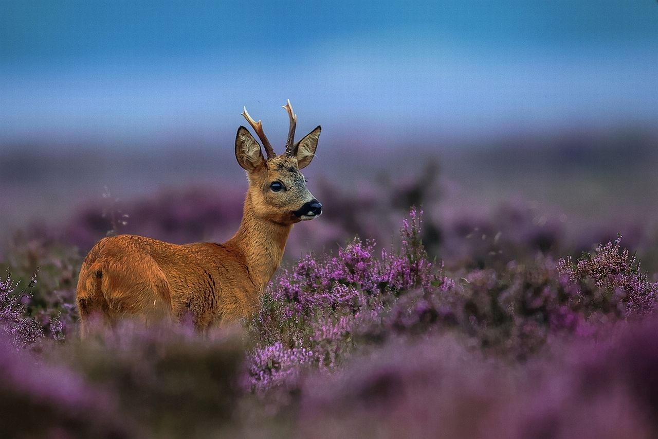 Free download Image Wallpaper Deer Hunting Downloads Squirrel Download [1280x853] for your Desktop, Mobile & Tablet. Explore Funny Hunting Wallpaper. Deer Wallpaper, Hunting Desktop Wallpaper, Duck Wallpaper