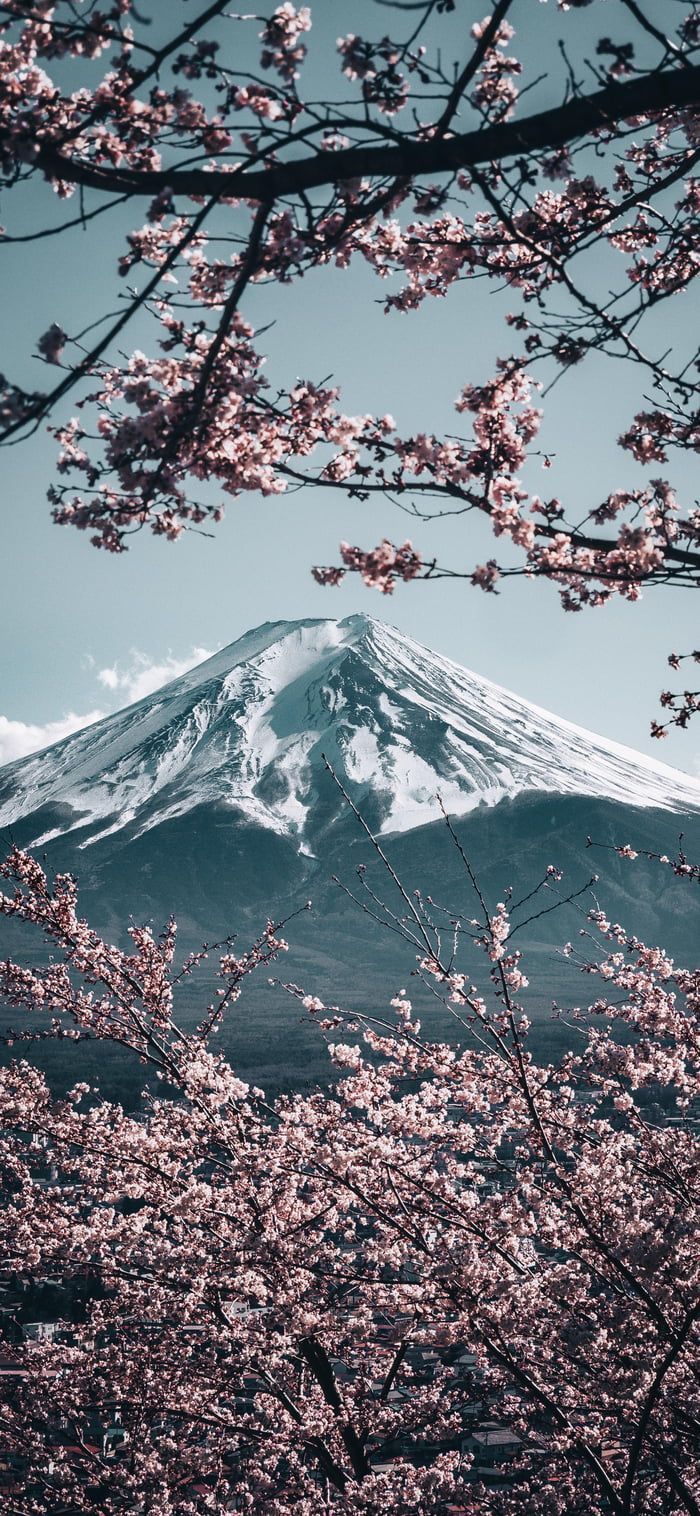 Mt. Fuji with Sakura in Japan. iPhone wallpaper mountains, Japanese wallpaper iphone, Cherry blossom wallpaper