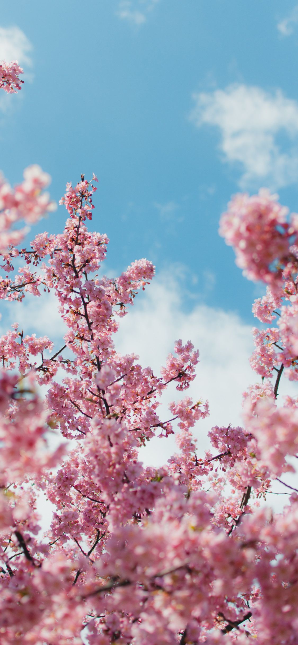 Sakura, cherry, flowers, branch, spring, HD phone wallpaper | Peakpx