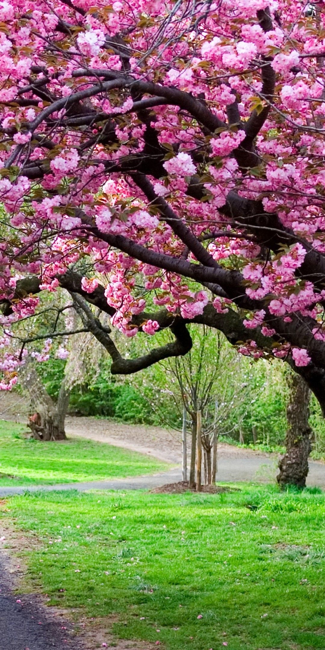 Sakura Ultra HD Wallpaper Blossom Wallpaper 4k Phone