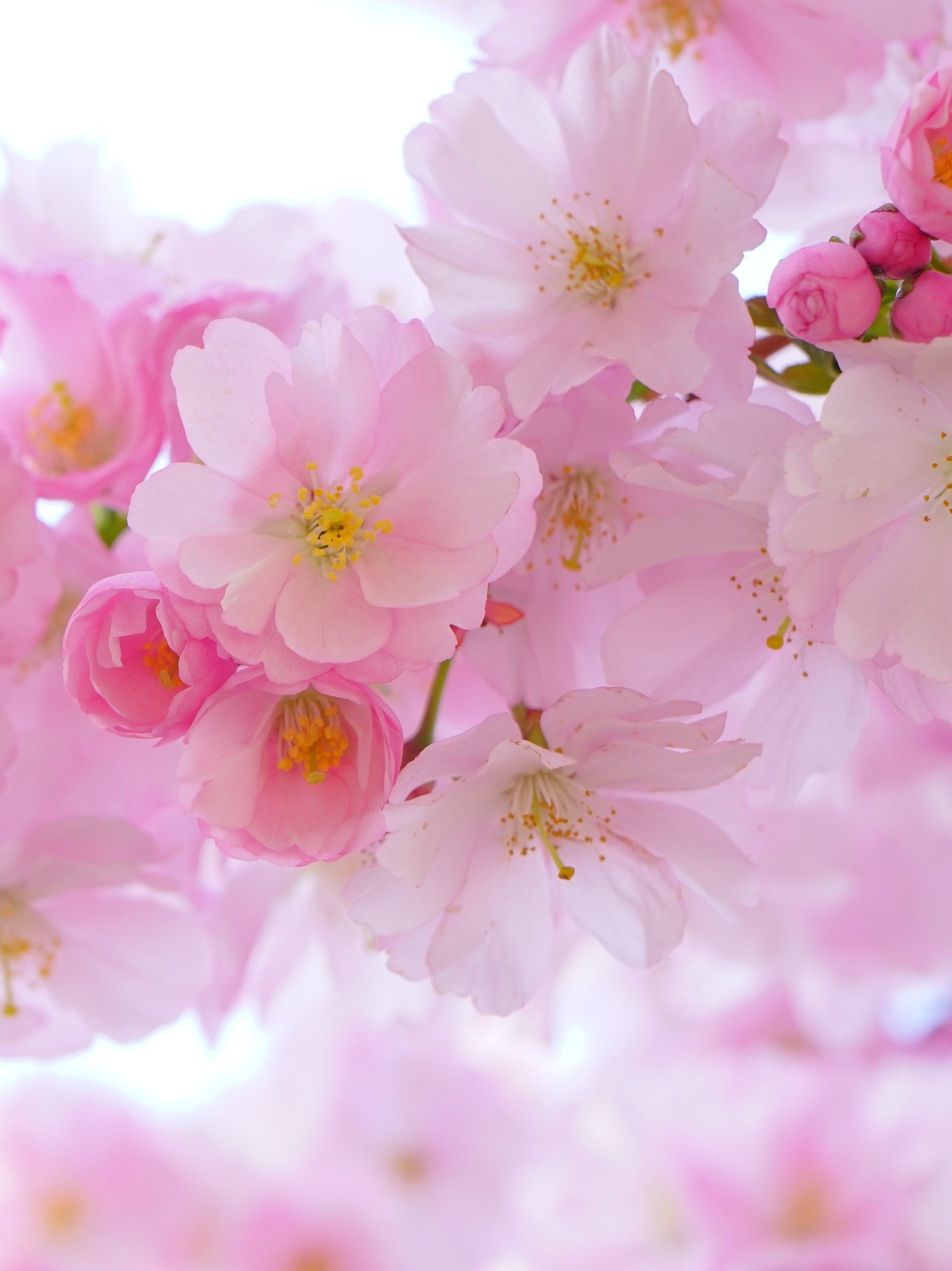 Cherry Blossom Wallpaper, Android & Desktop Background