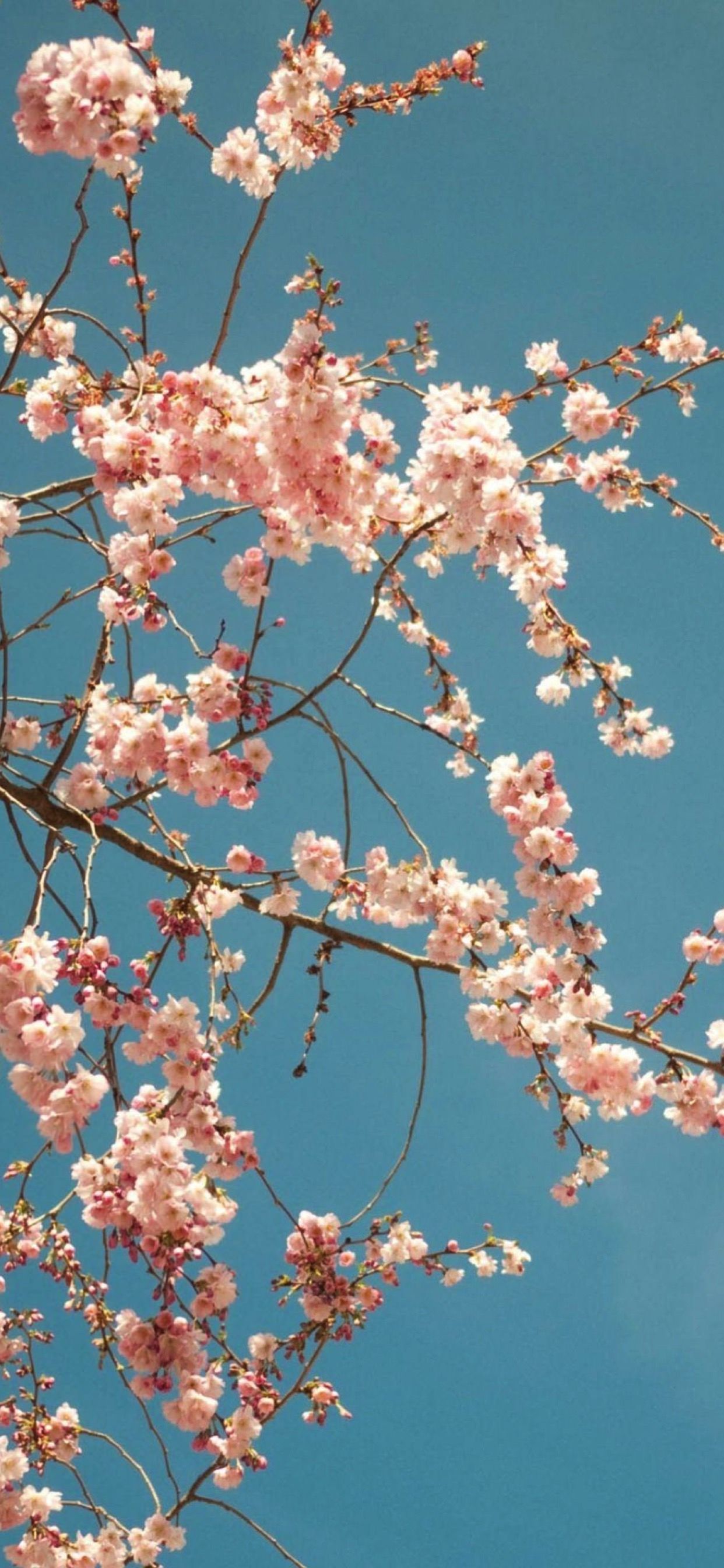 Sakura iPhone Wallpaper