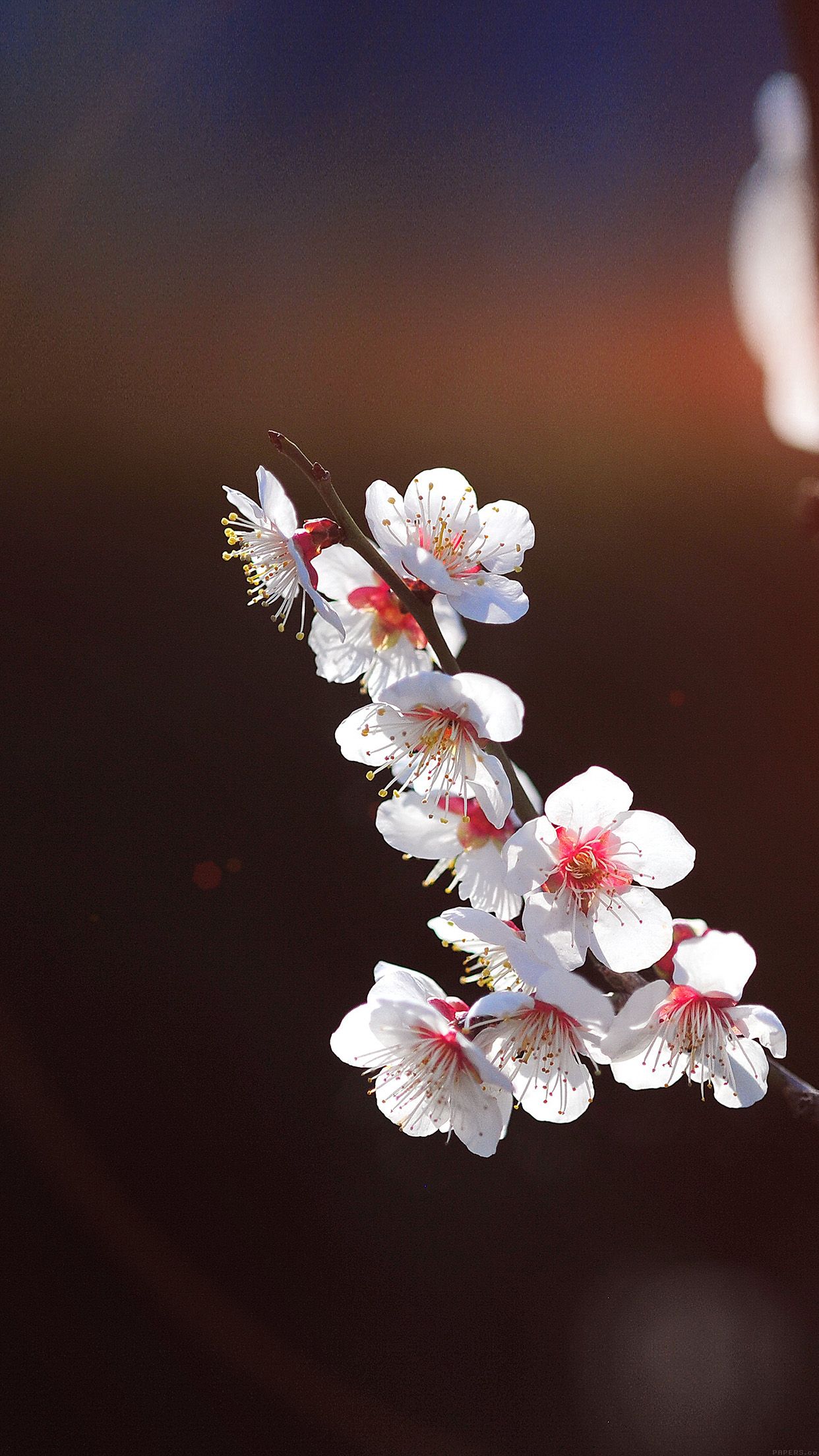 iPhone7 wallpaper. spring flower sakura nature tree flare