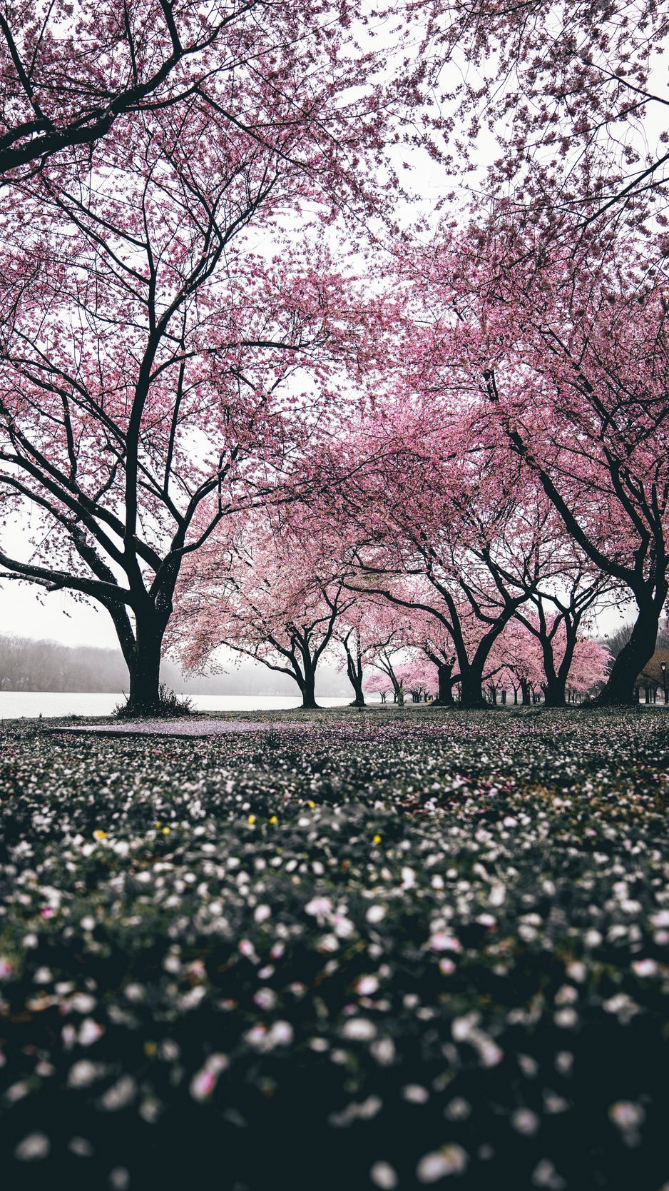 Download Wallpaper 938x1668 Sakura, Trees, Flowering, Flowers, Blooming Iphone 8 7 6s 6 For Parallax HD Background