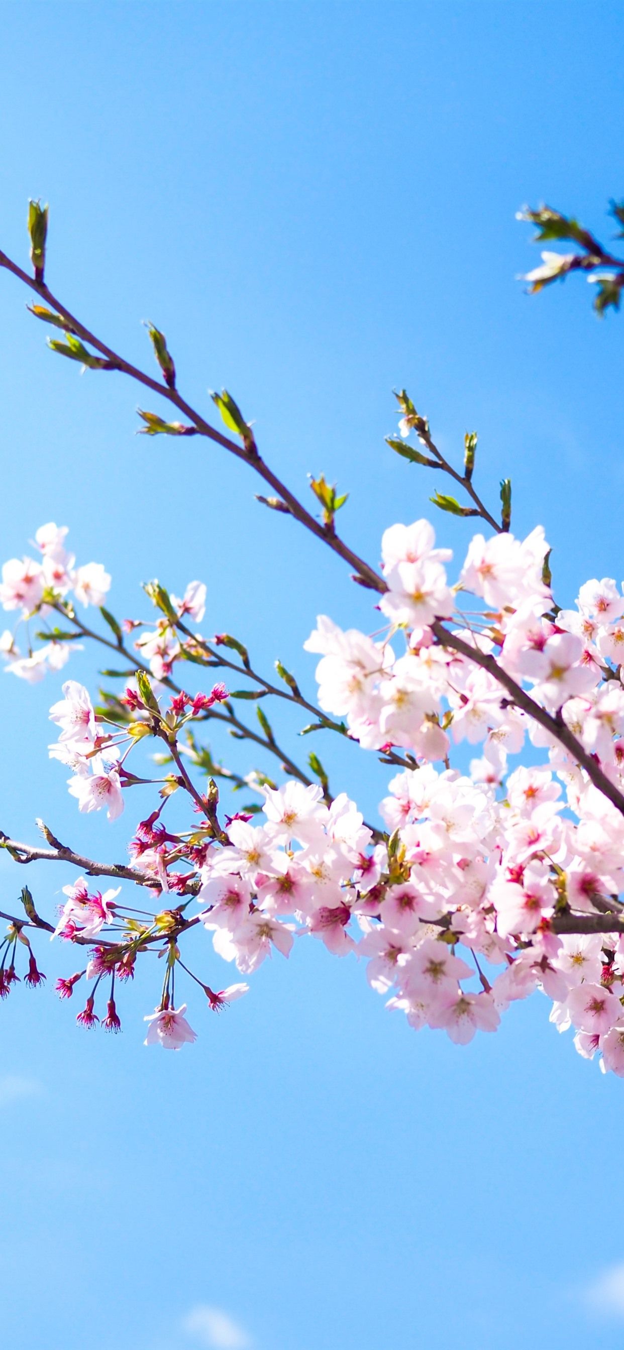 Wallpaper Pink sakura bloom, blue sky, spring 3840x2160 UHD 4K Picture, Image