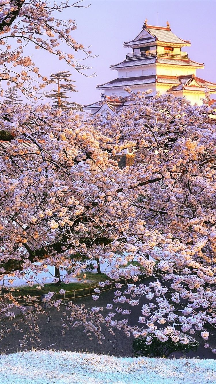 iPhone Wallpaper Japan, Fukushima, Aizuwakamatsu, Sakura, Park Wallpaper & Background Download