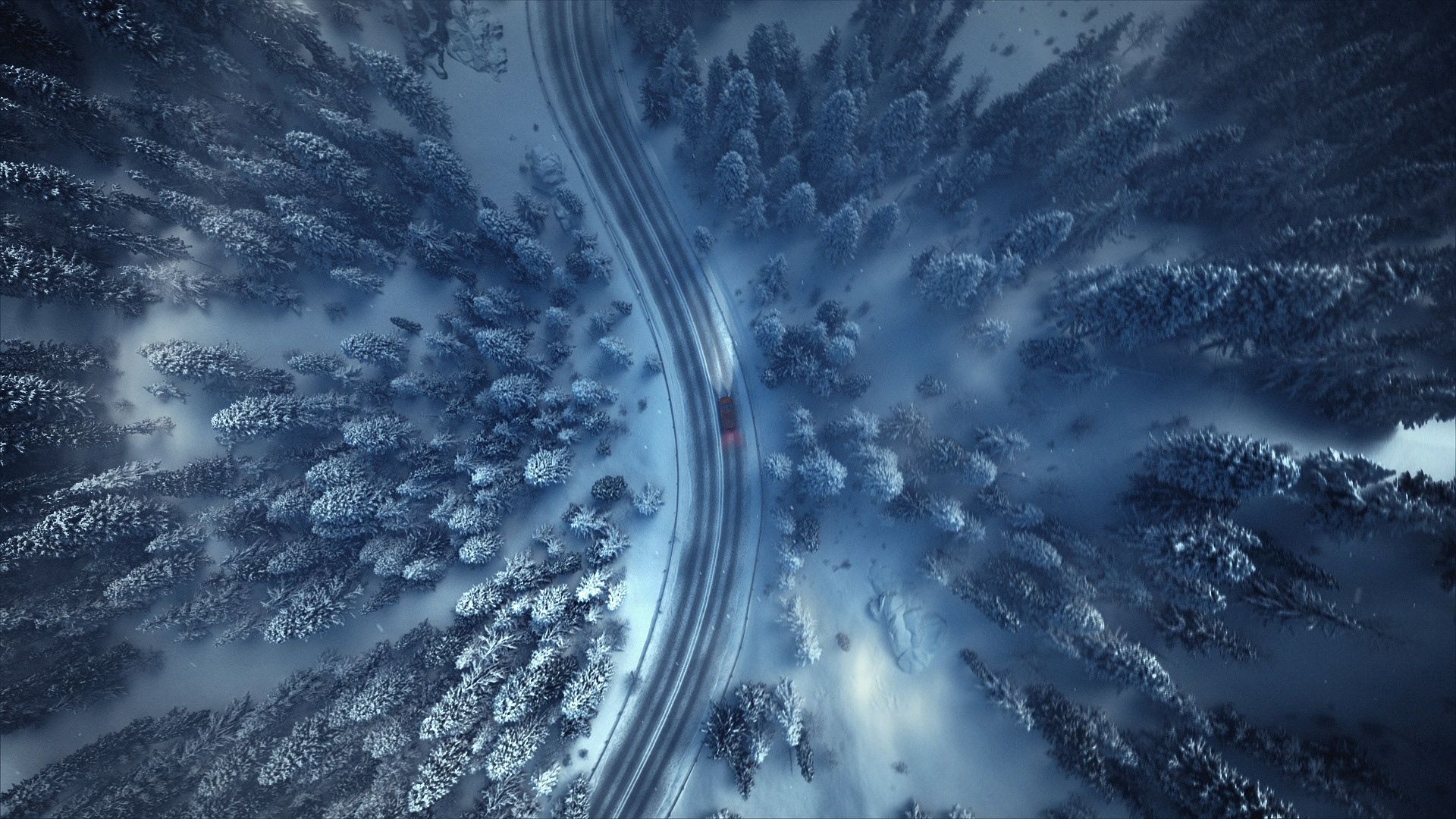 Winter Forest Night Wallpaper