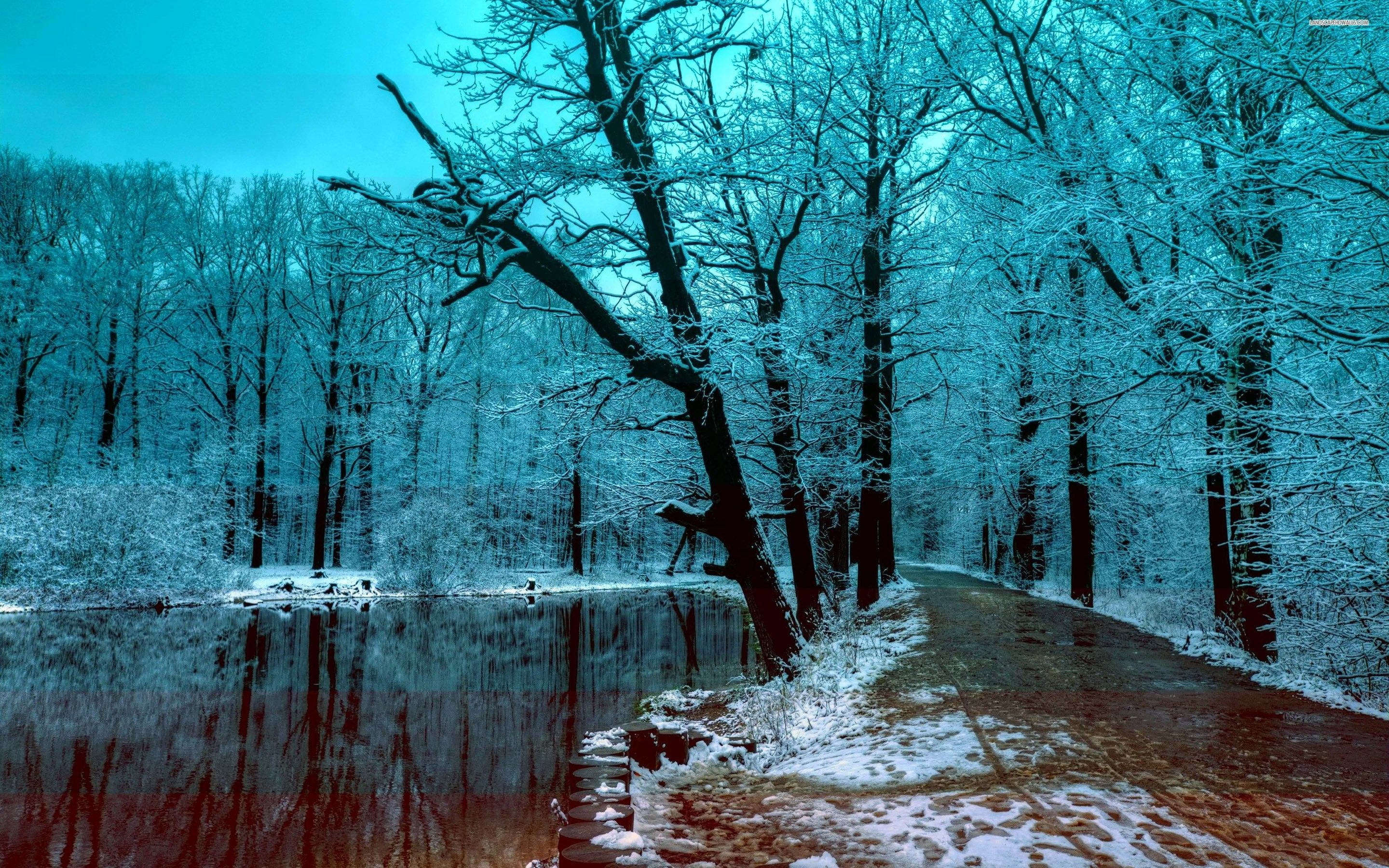 Beautiful Blue Winter Forest In The Evening Data Forest Wallpaper 4k HD Wallpaper