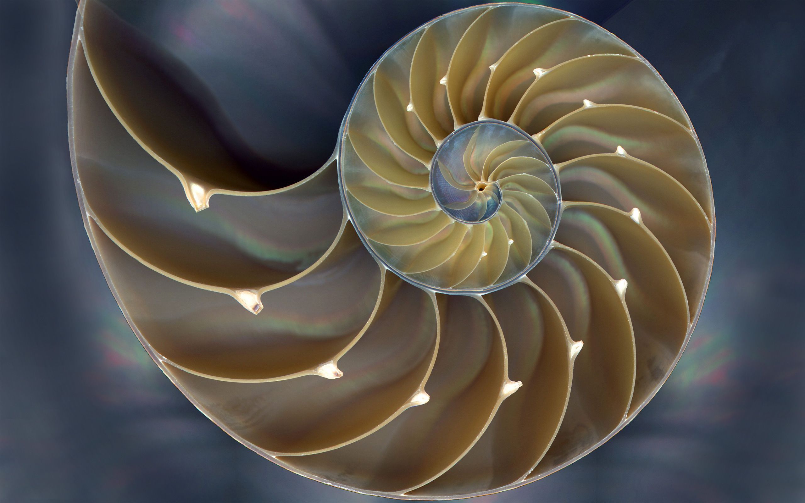 Spirals Wallpaper. Latest HD Wallpaper. Fractals in nature, Fractals, Nautilus shell