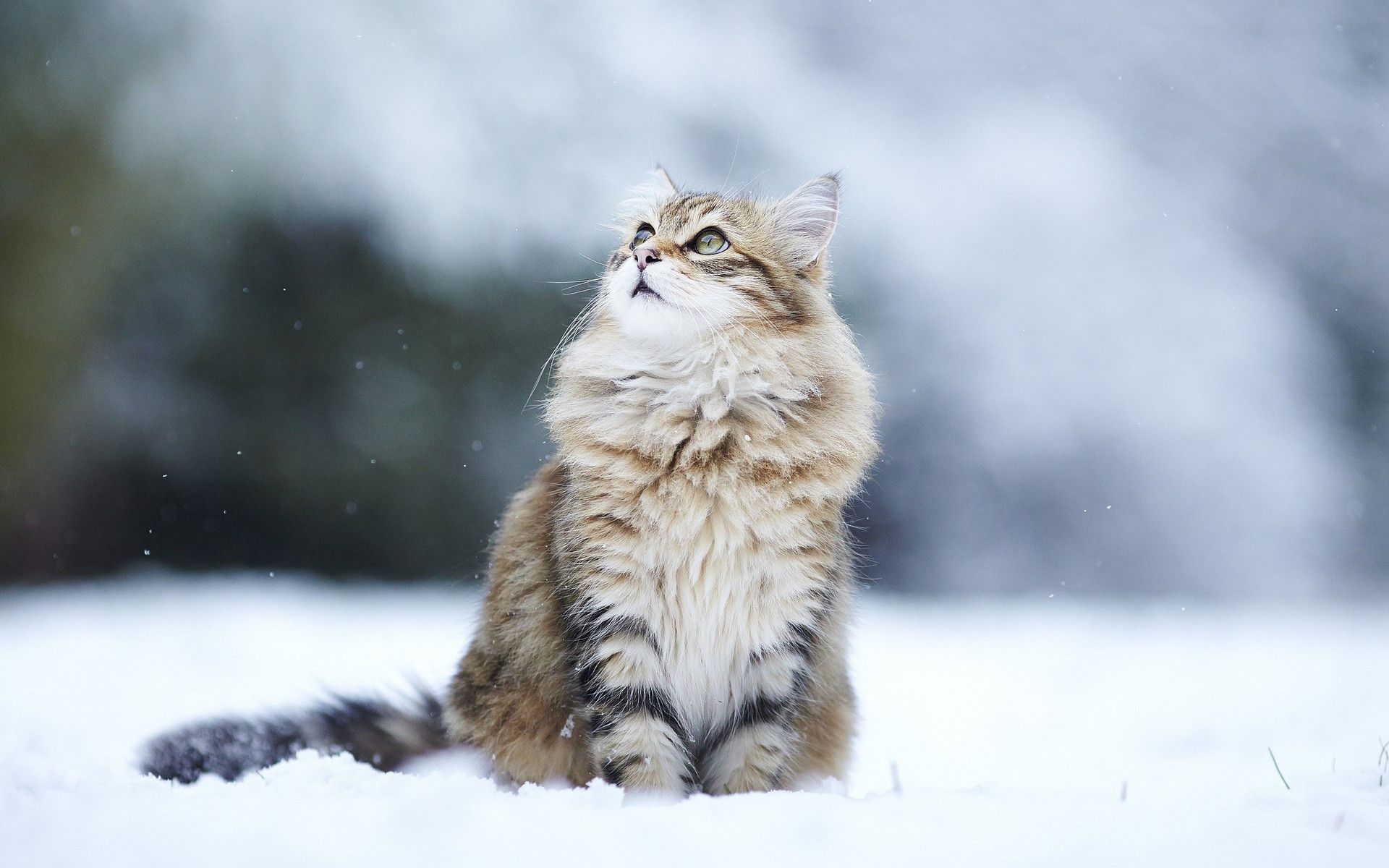 Winter Kitten Wallpaper