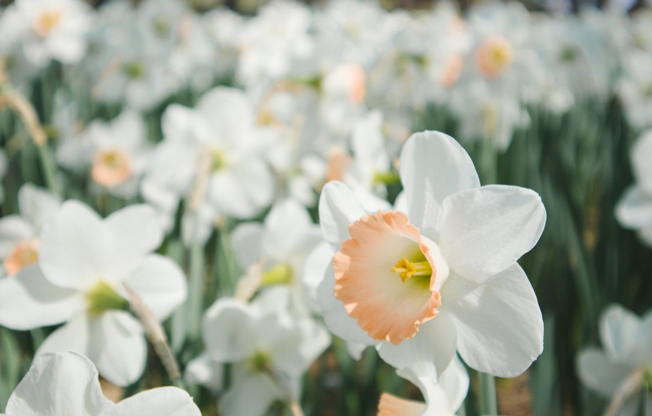 Wallpaper field, flowers, petals, white, daffodils, Narcissus image for desktop, section цветы