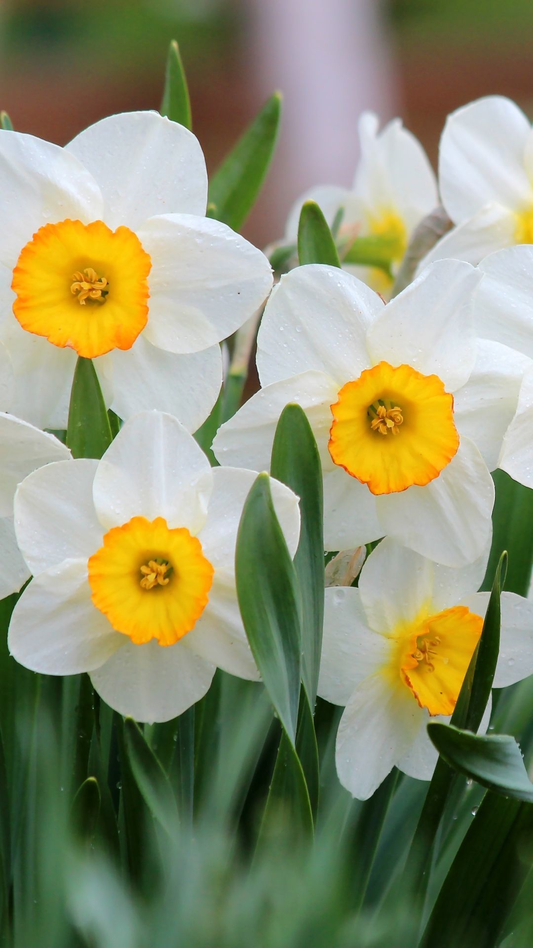 Earth / Daffodil (1080x1920) Mobile Wallpaper. Daffodils, Bulb flowers, Beautiful flowers
