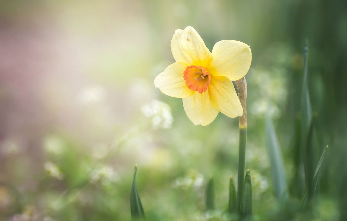 Wallpaper yellow, spring, Narcissus image for desktop, section цветы