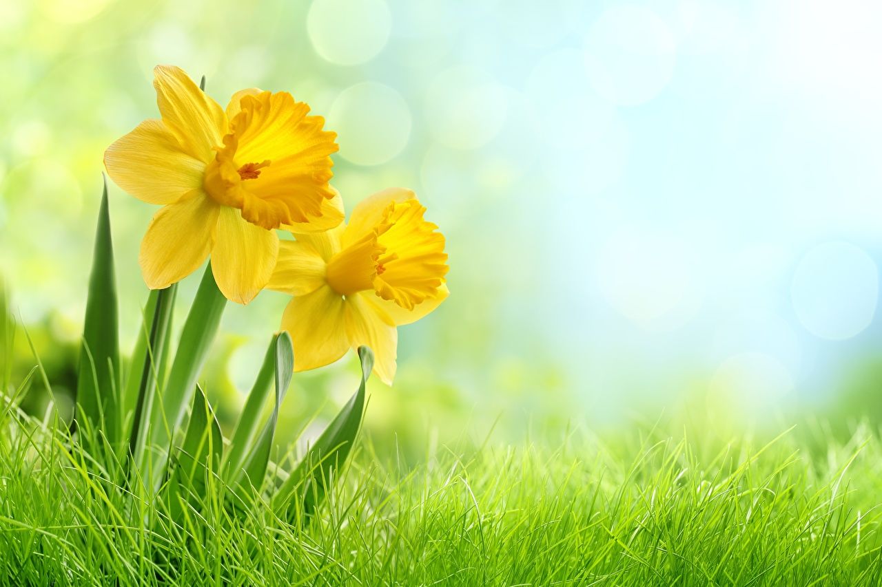 image flower Narcissus Grass