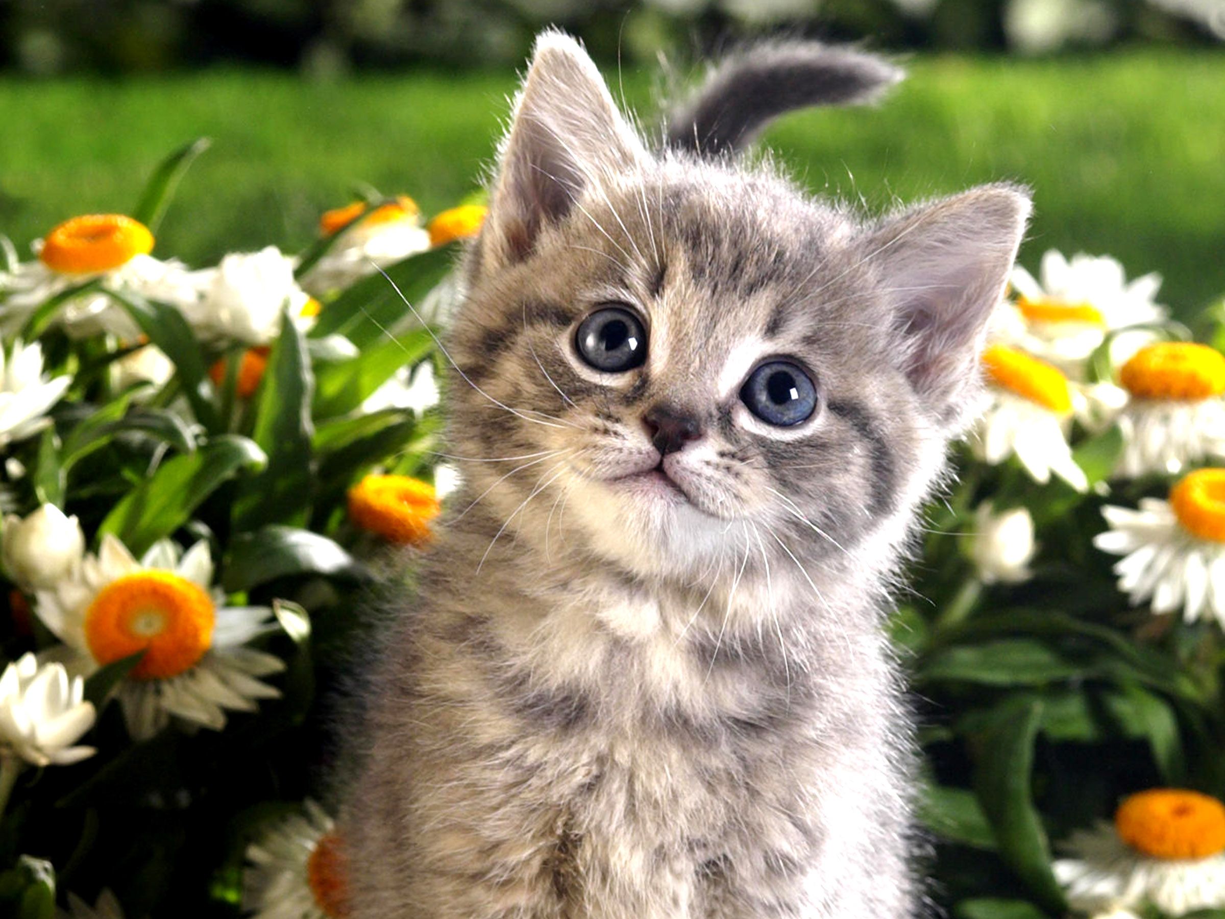 Cute Kitten High Resolution