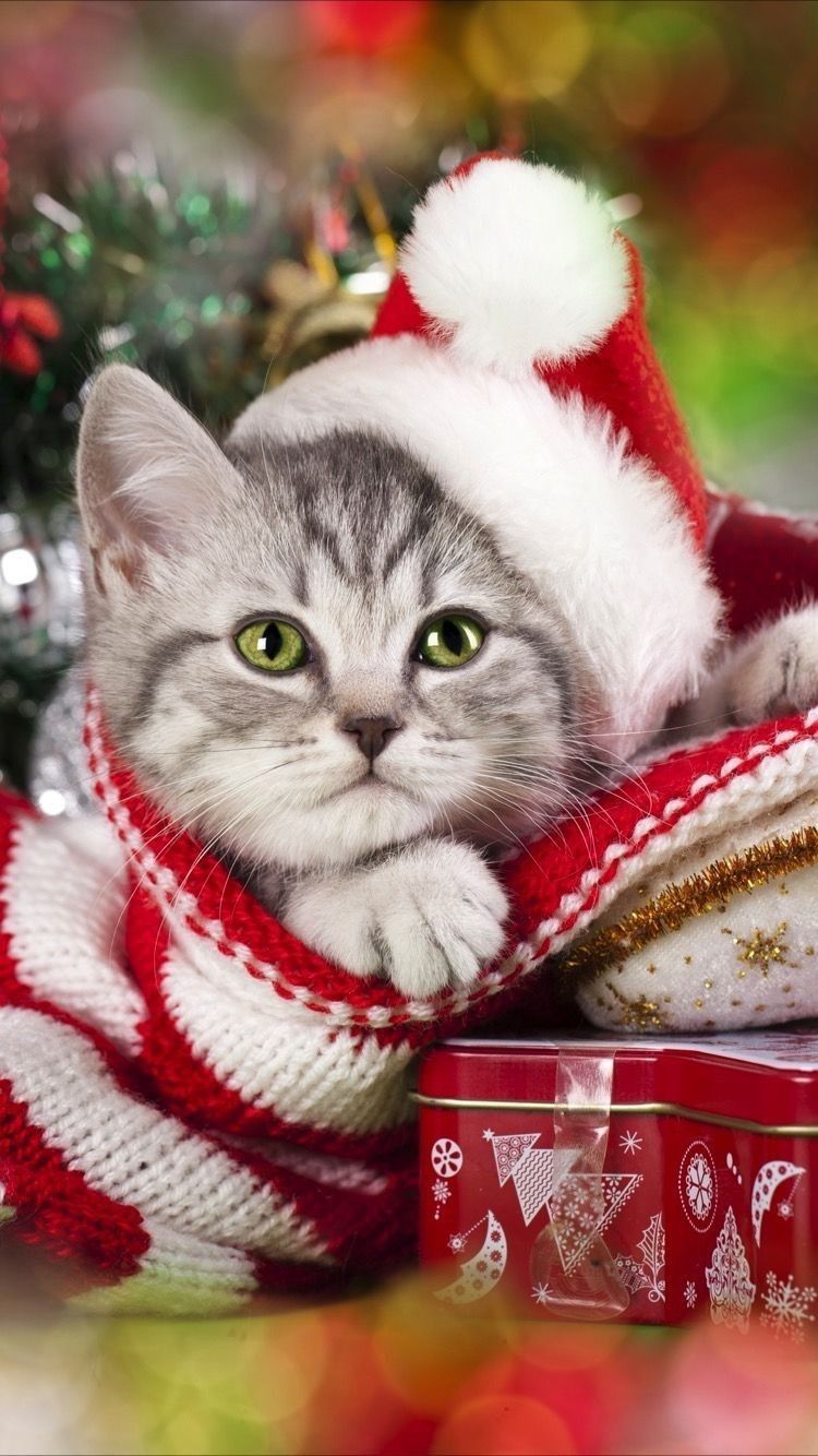 Winter. Christmas kitten, Christmas cats, Kittens cutest