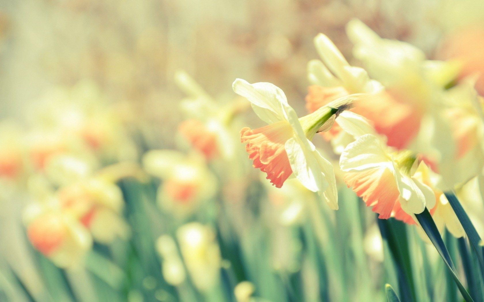 daffodils narcissus flowers Desktop Wallpaperk HD