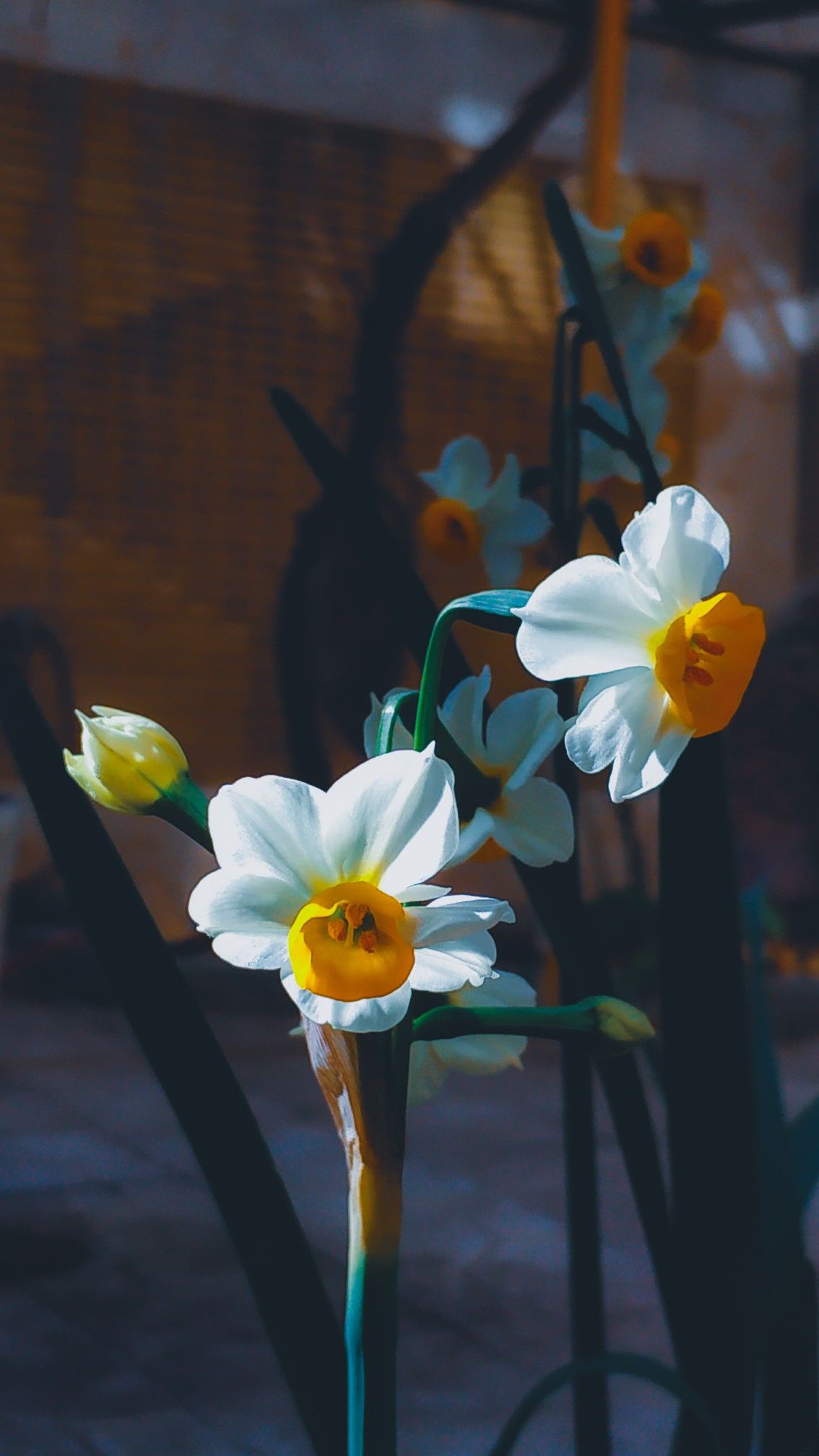 Narcissus. Narcissus flower, Flower aesthetic, Flowers photography