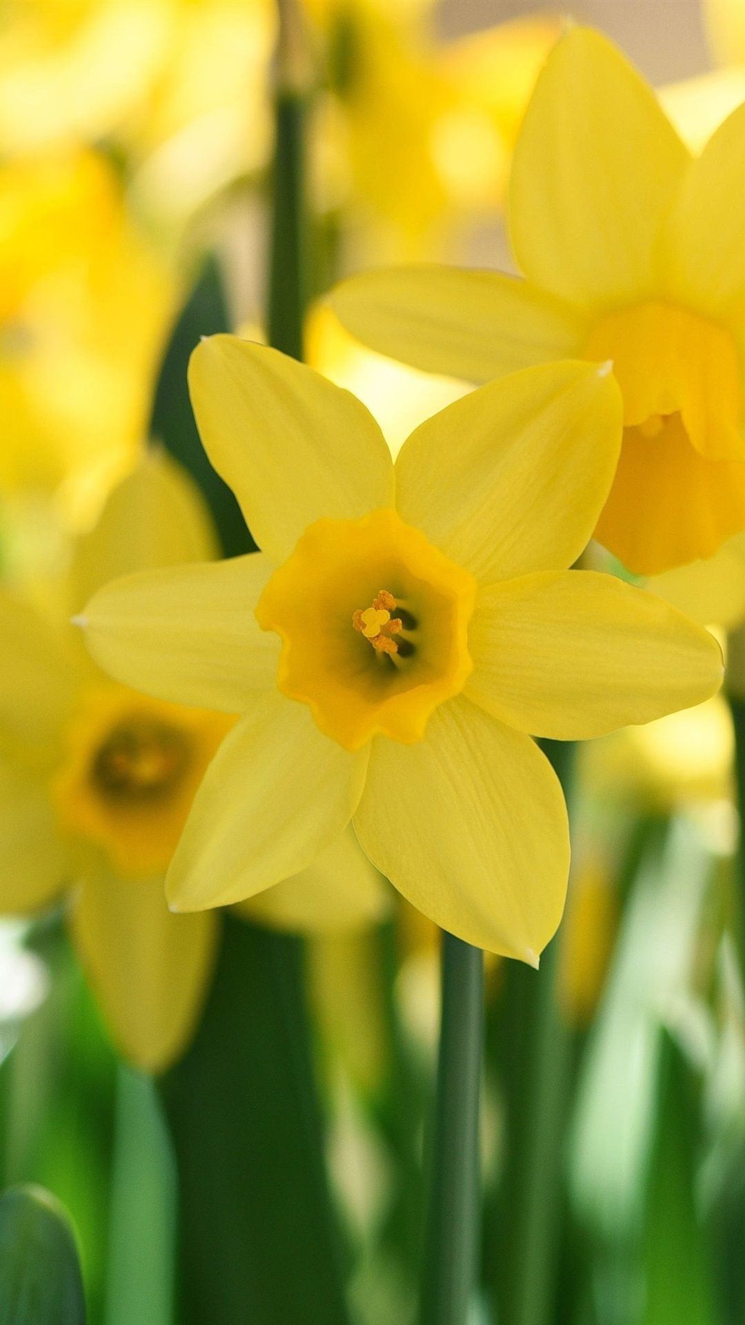 Narcissus Park Sun HD Wallpaper