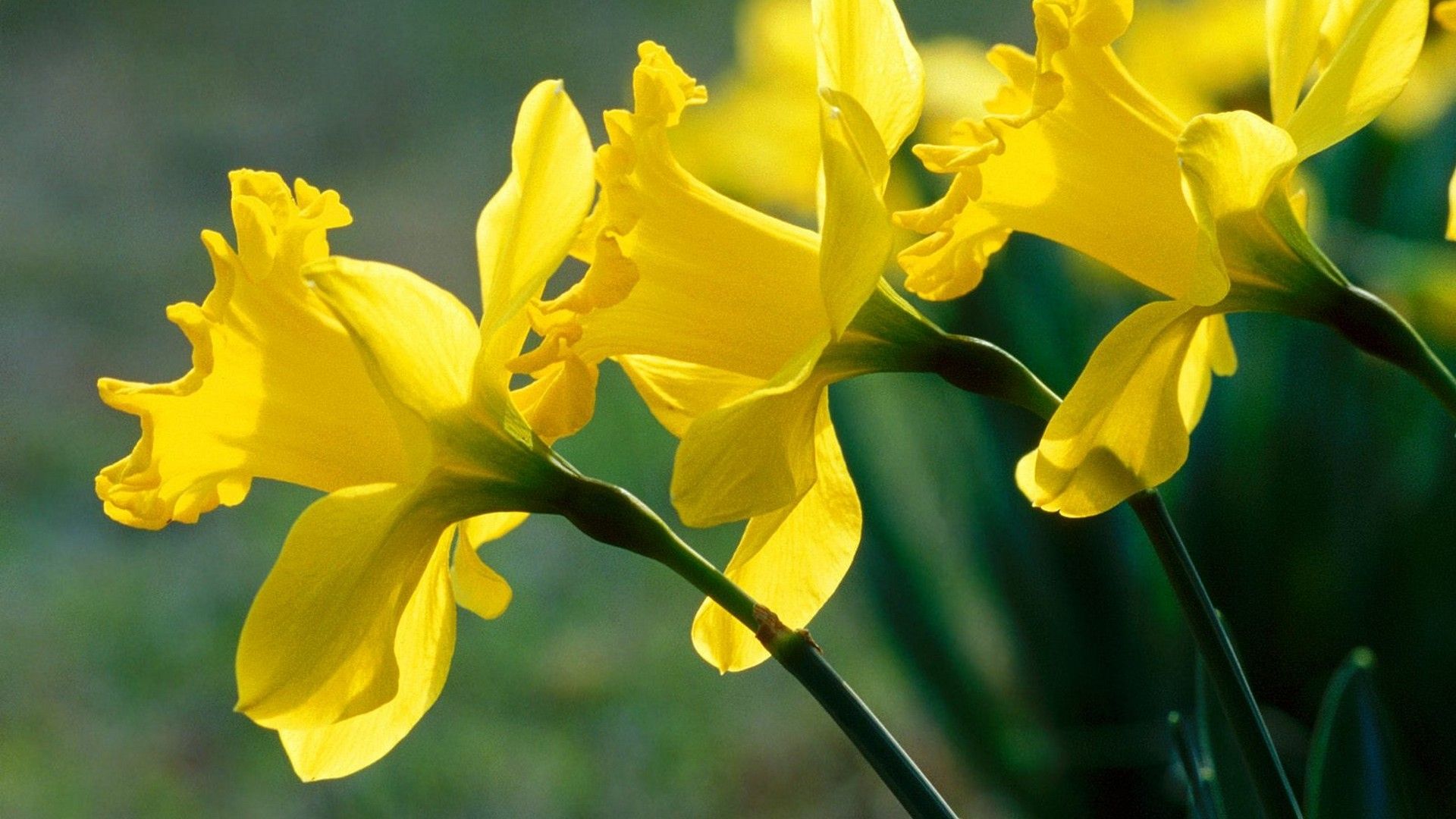 Desktop Wallpaper Yellow Flowers, Daffodil, Narcissus, HD Image, Picture, Background, Uzmdfn