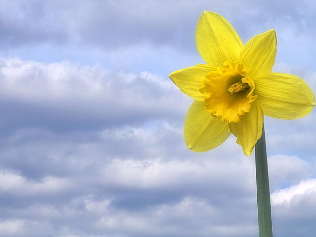 Daffodils Narcissus Flowers Wonderful Photo HD Wallpaper